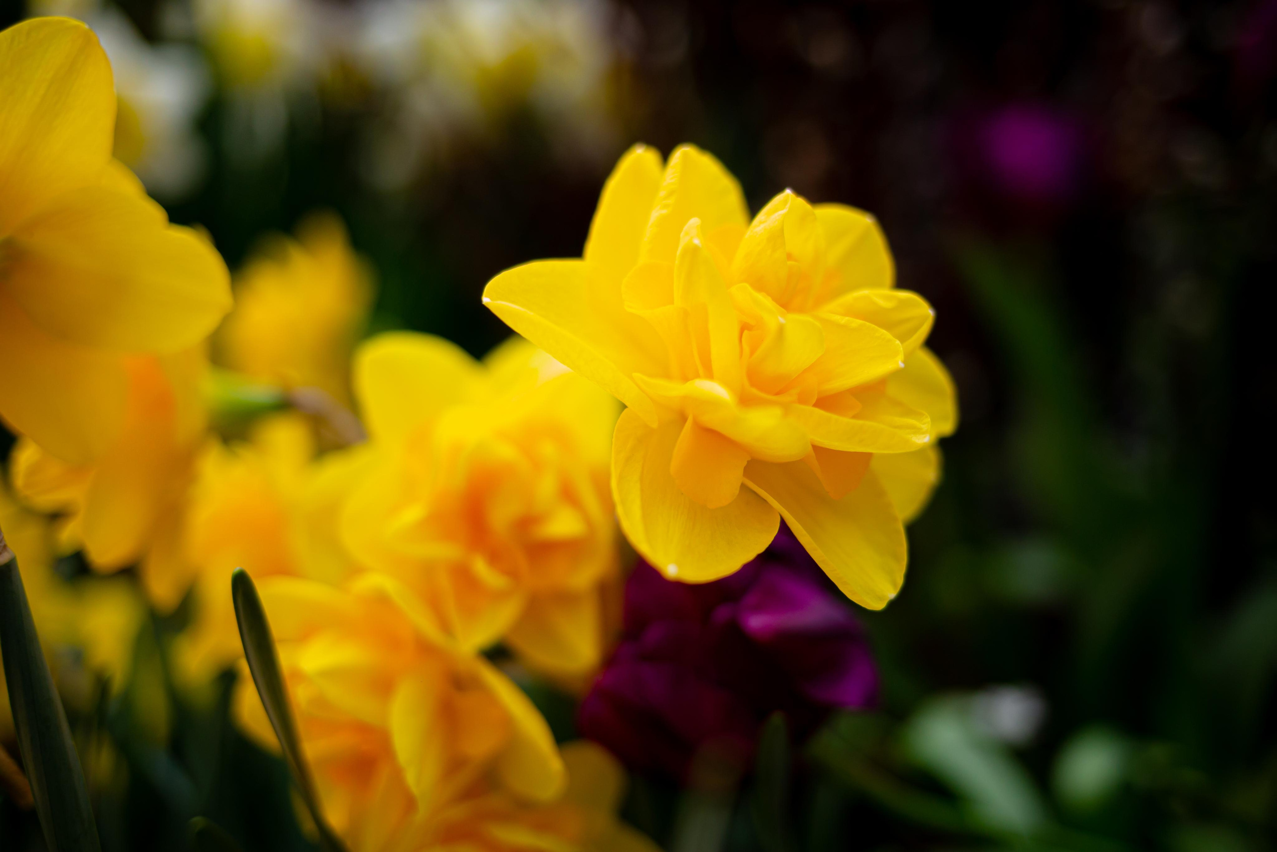 Выставка «Репетиция весны». Photographer Sonkina Tatiana (Tanya Ash)