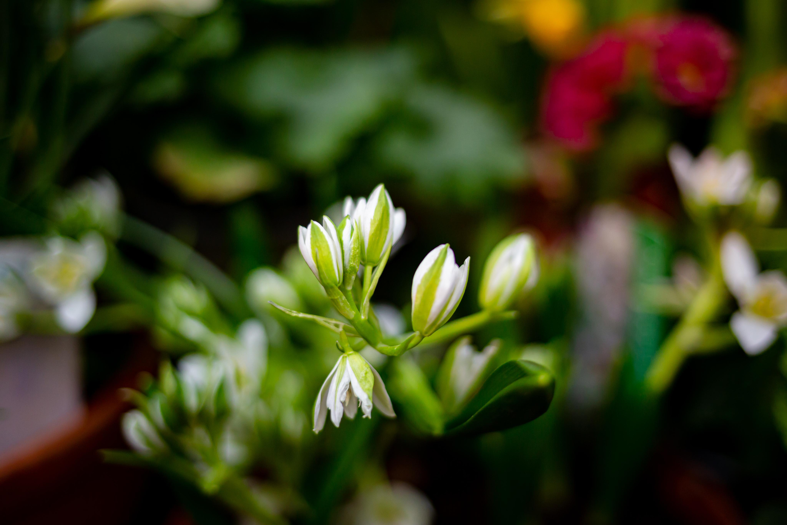 Выставка «Репетиция весны». Photographer Sonkina Tatiana (Tanya Ash)