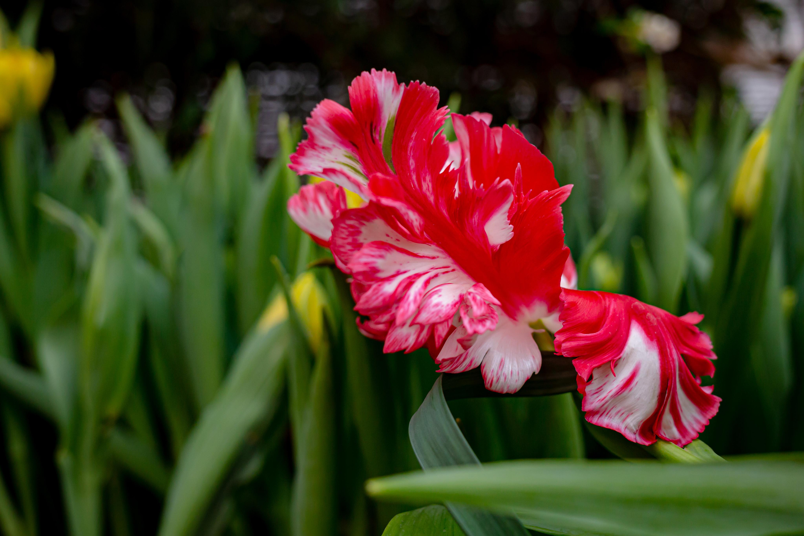 Выставка «Репетиция весны». Photographer Sonkina Tatiana (Tanya Ash)