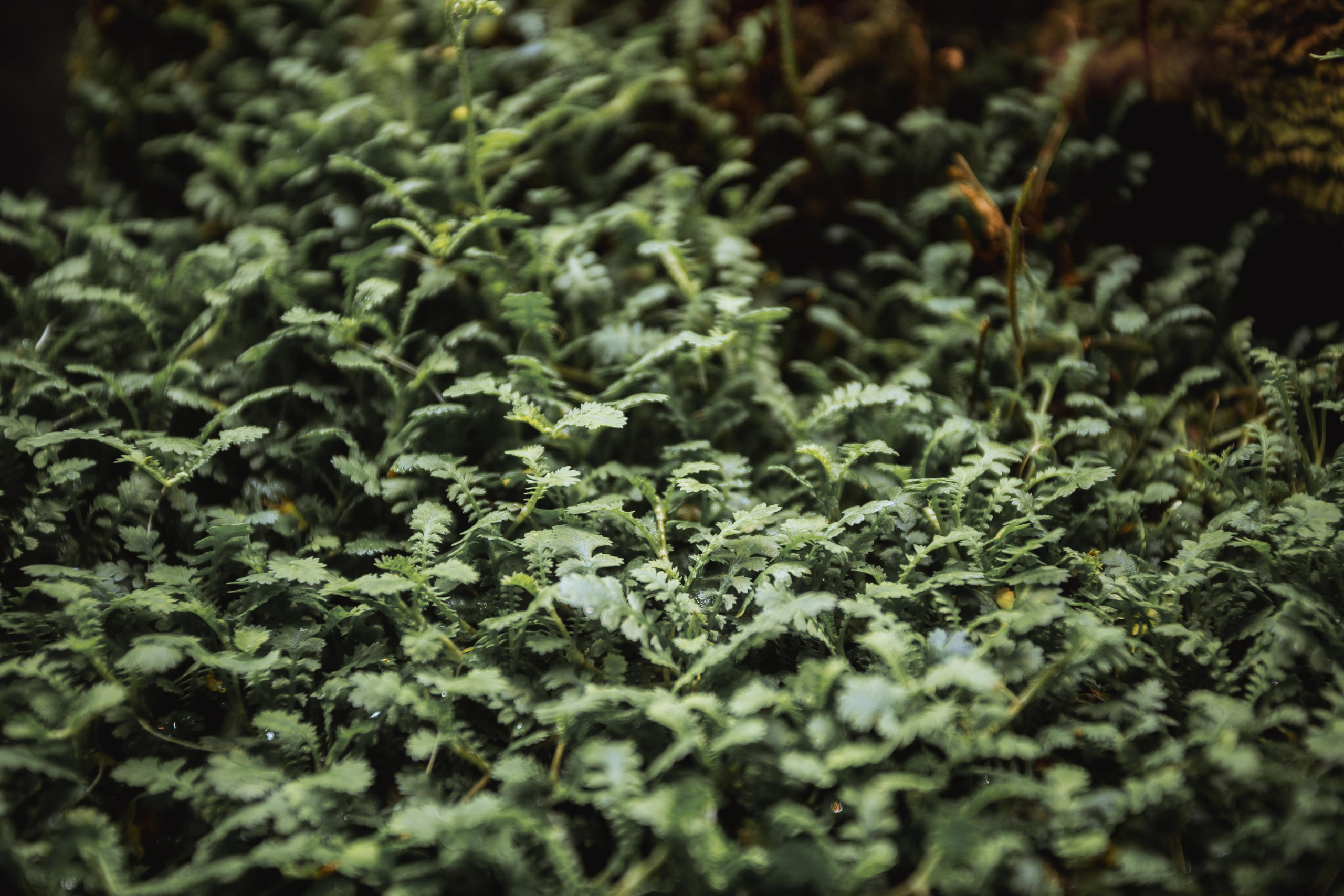 Аптекарский огород. Photographer Sonkina Tatiana (Tanya Ash)