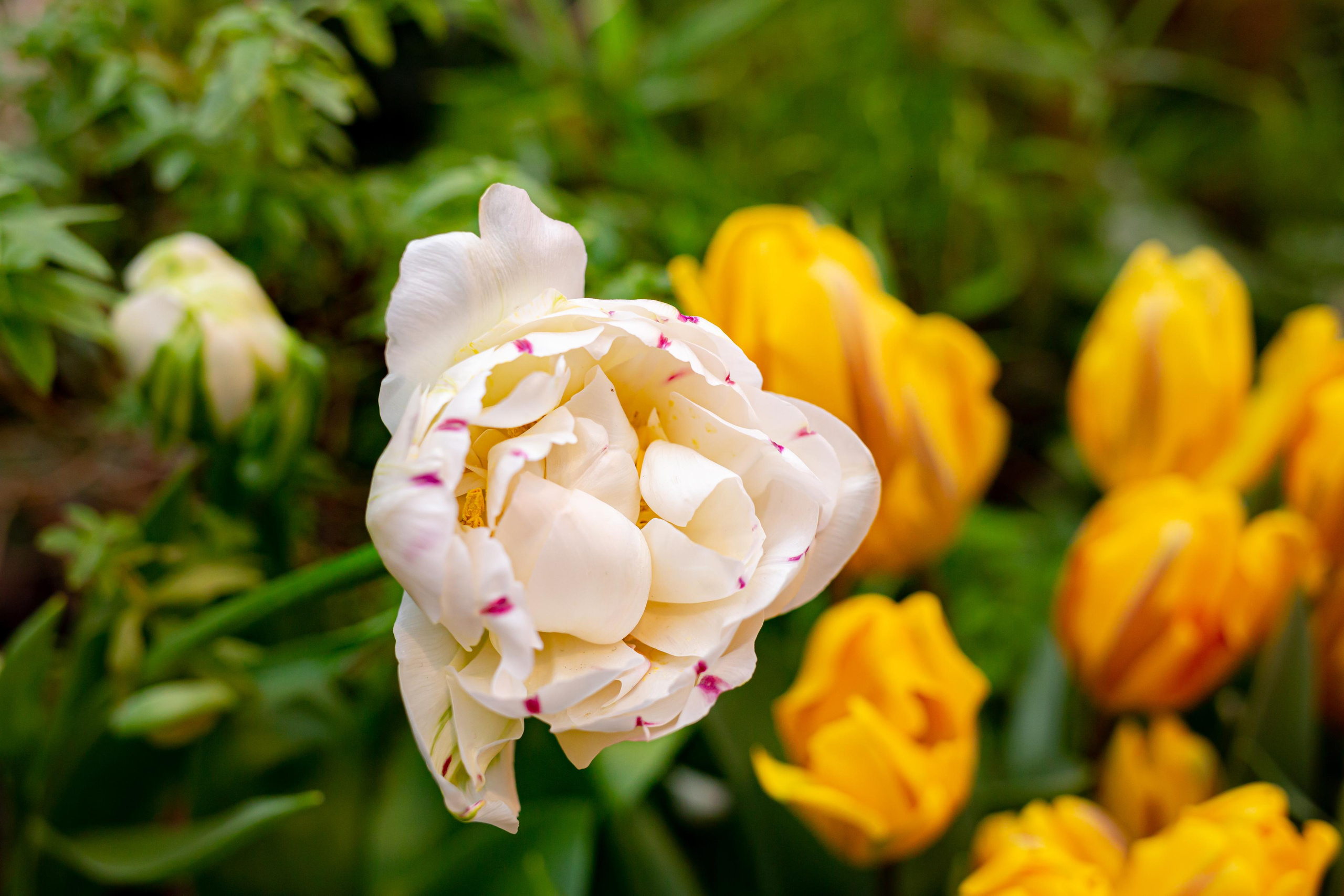 Выставка «Репетиция весны». Photographer Sonkina Tatiana (Tanya Ash)