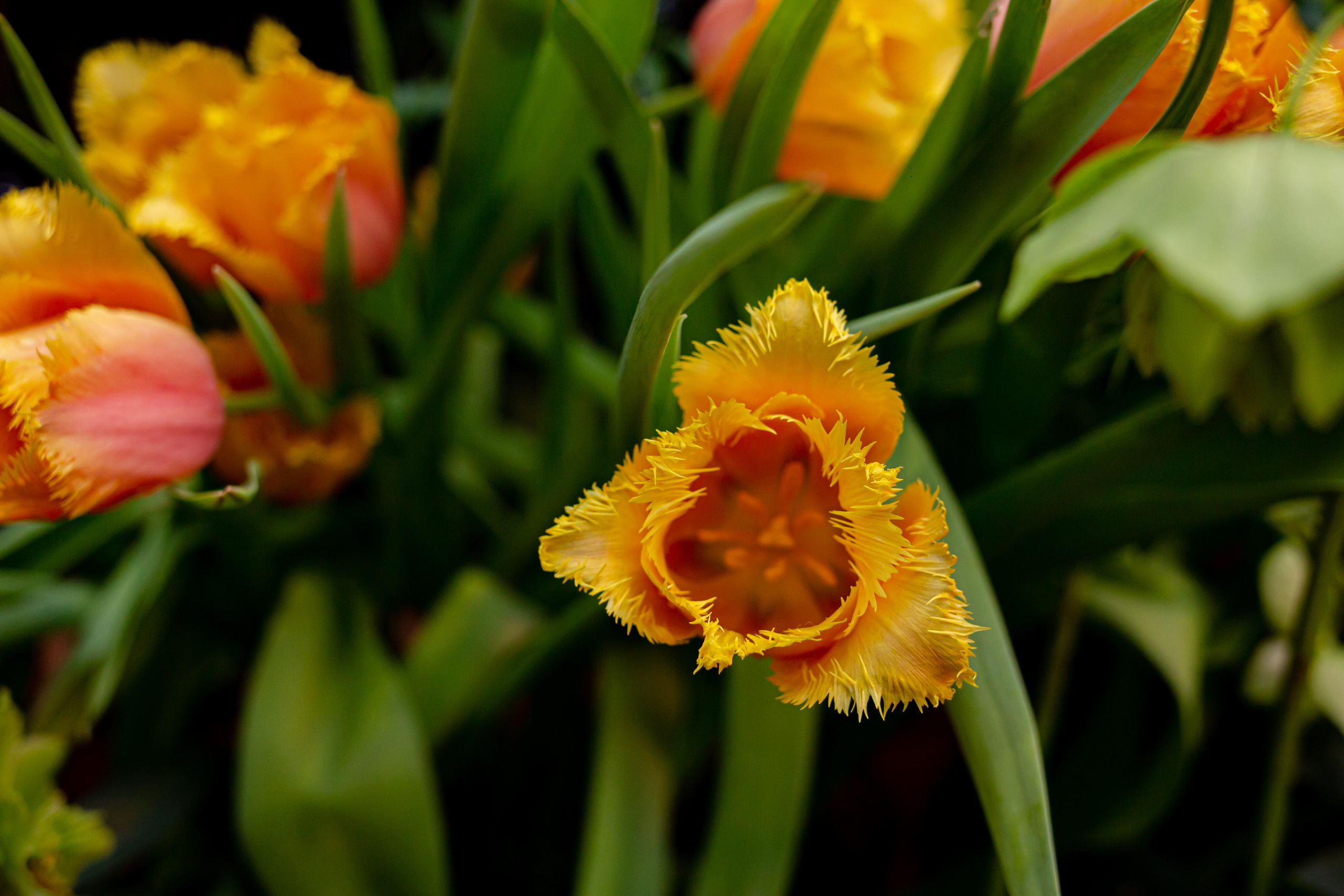 Выставка «Репетиция весны». Photographer Sonkina Tatiana (Tanya Ash)