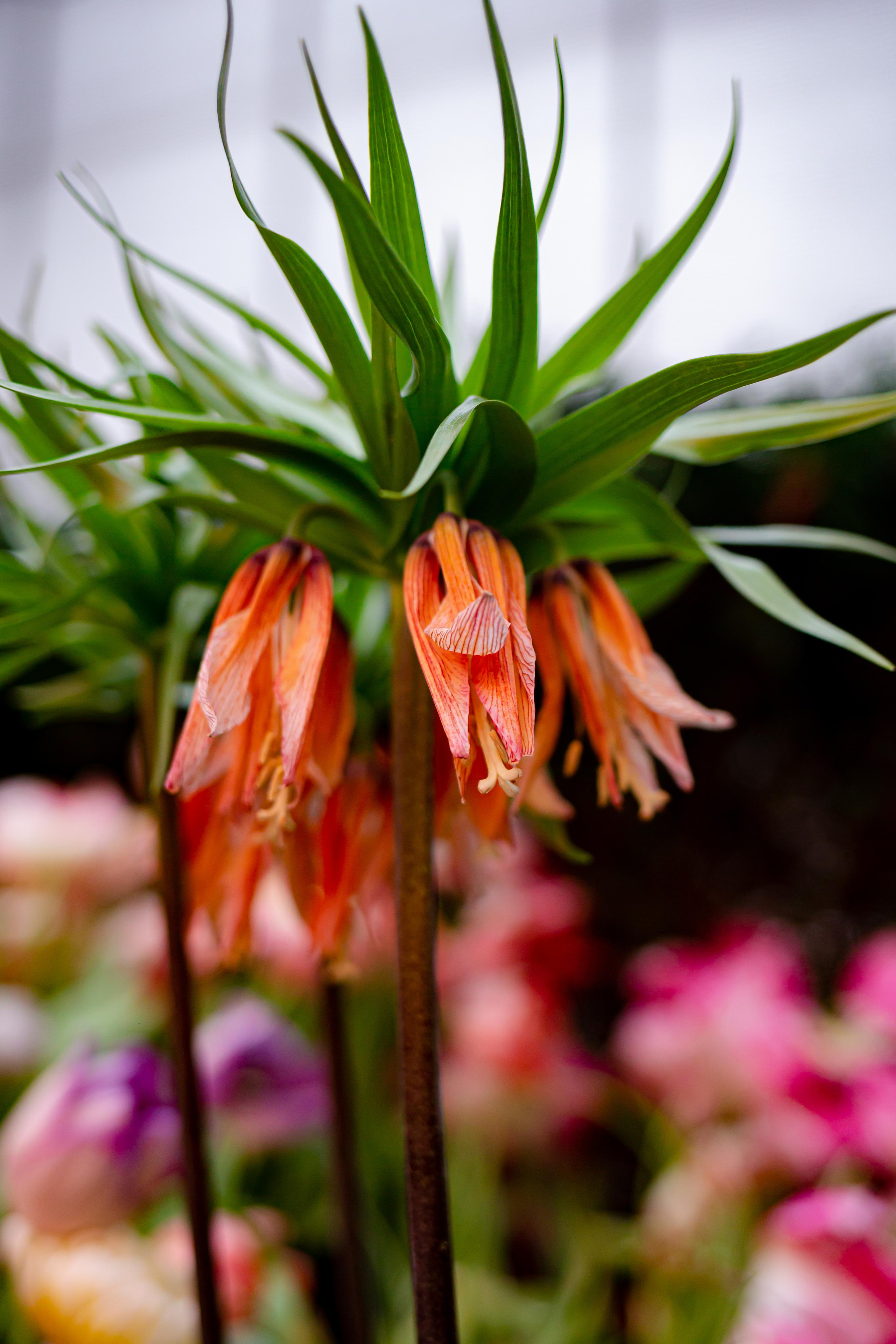 Выставка «Репетиция весны». Photographer Sonkina Tatiana (Tanya Ash)