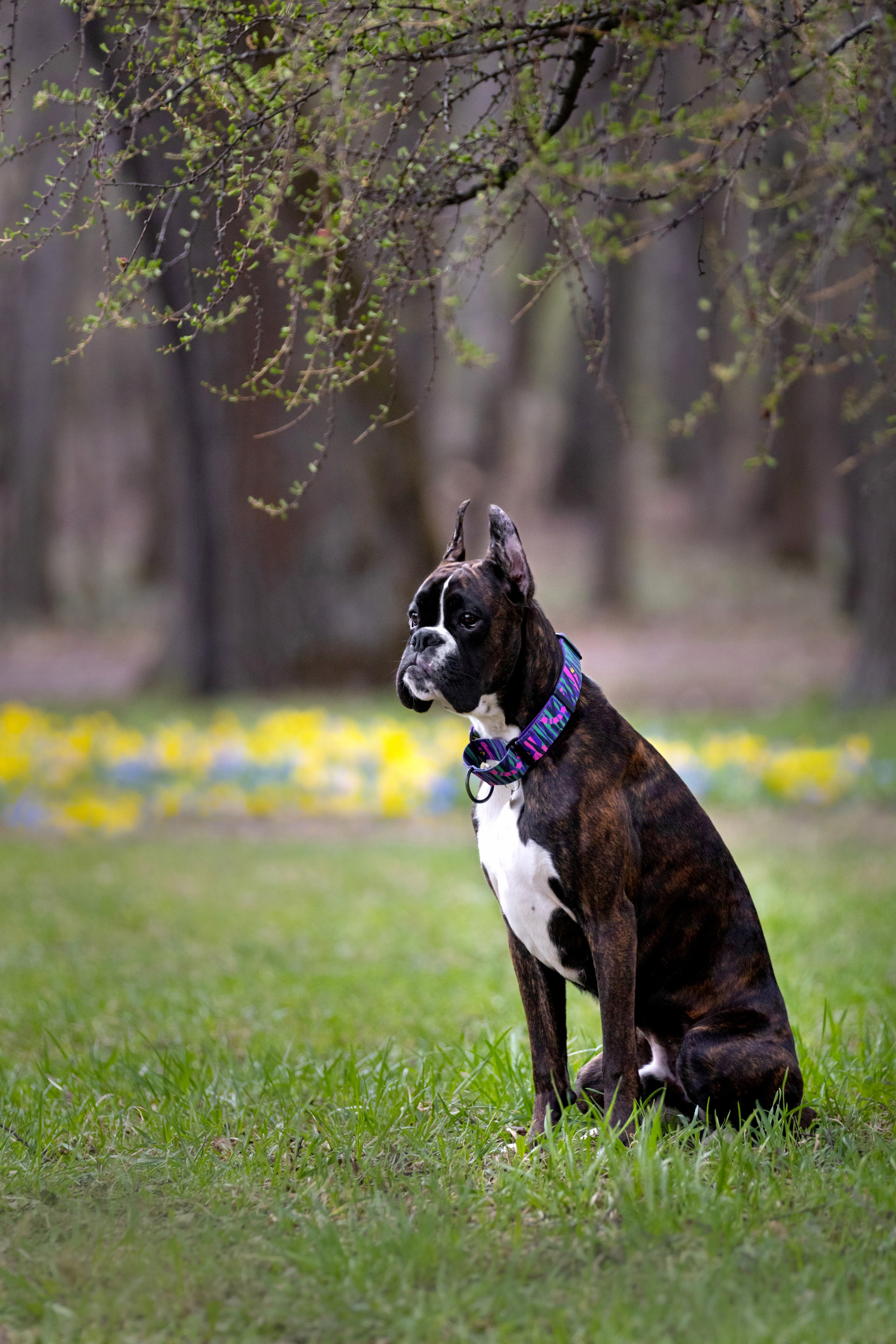 Прогулки. Фотограф — анималист в Москве и области Ольга Петракова