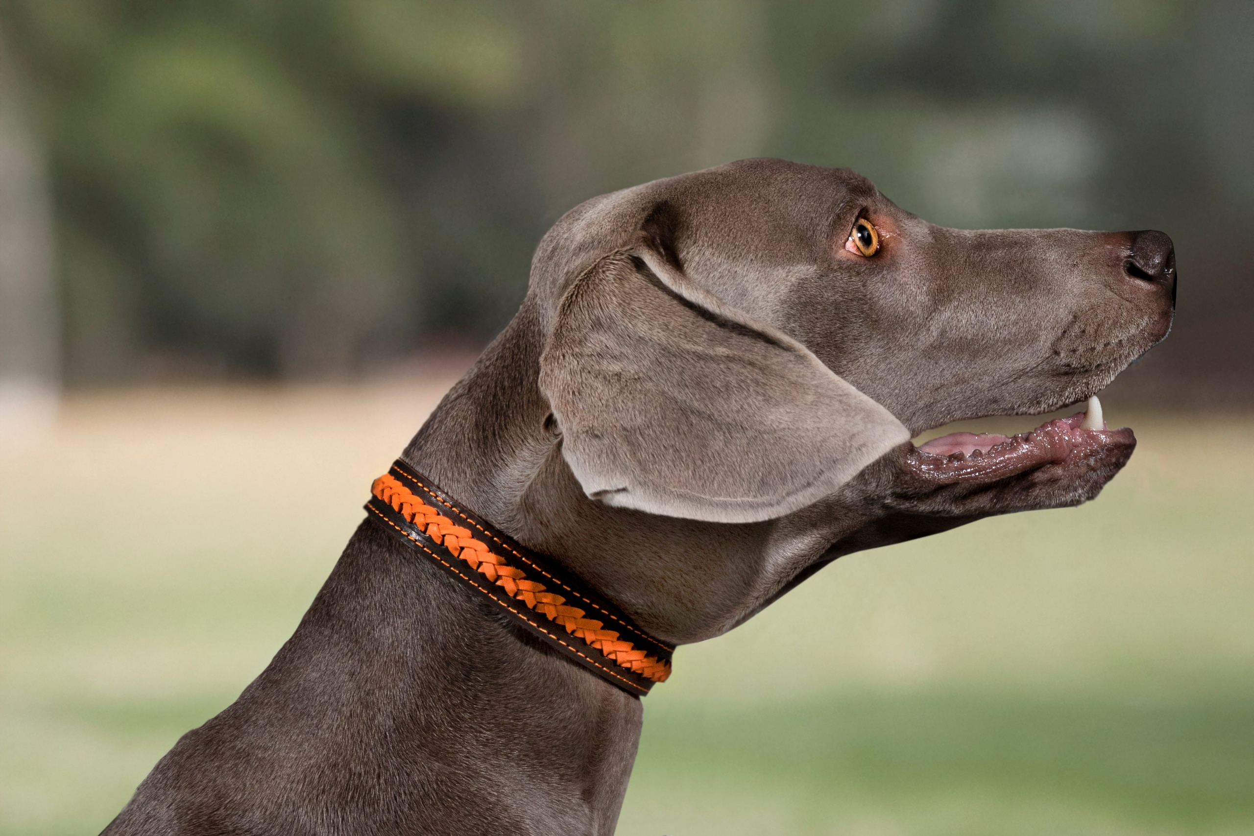 Рекламная фотосессия ошейников. Фотограф анималист в Санкт-Петербурге Таша Крейв