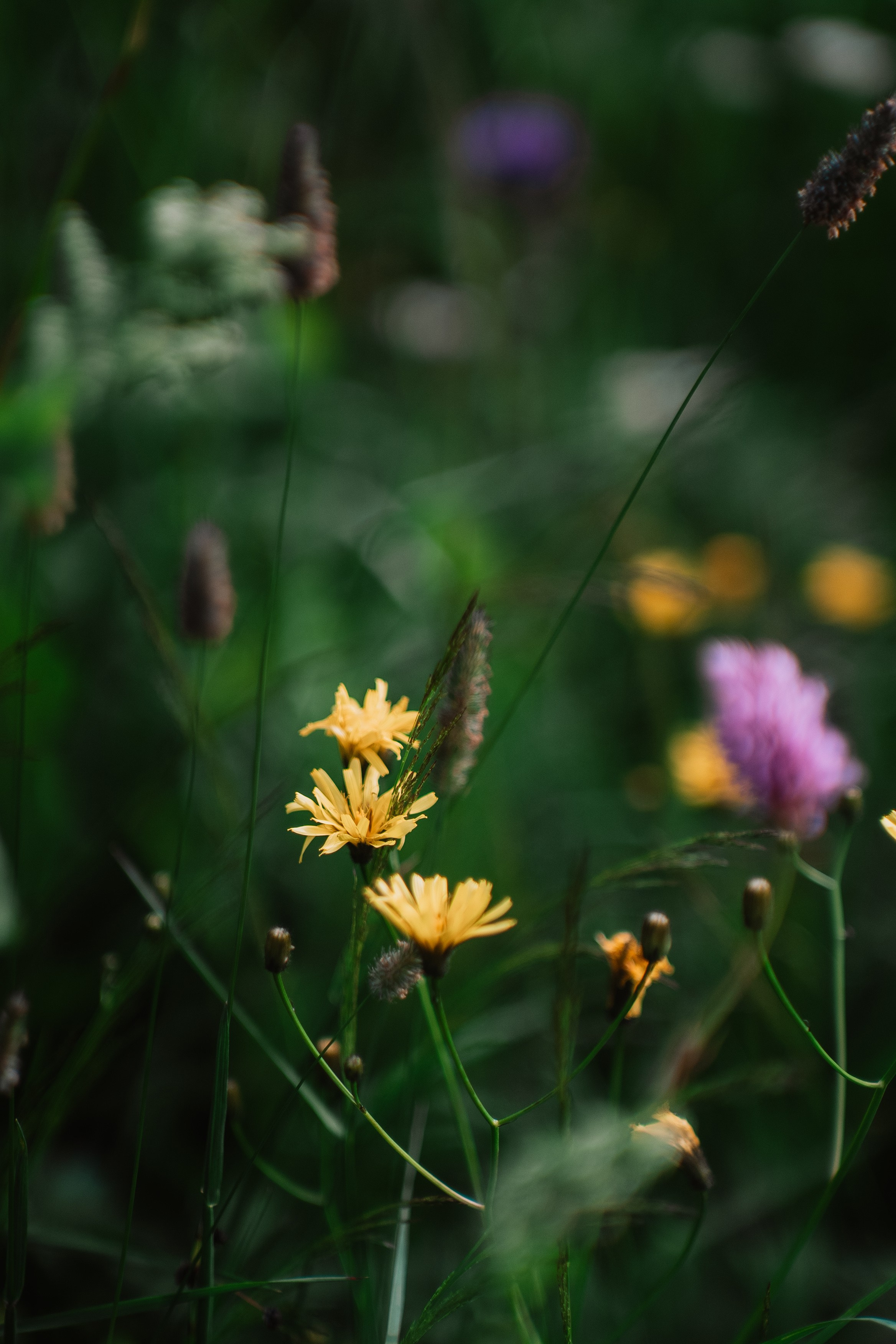 Нахазо ✽ Июль. Репортажный фотограф | Роза Хутор Красная Поляна Сочи Сириус
