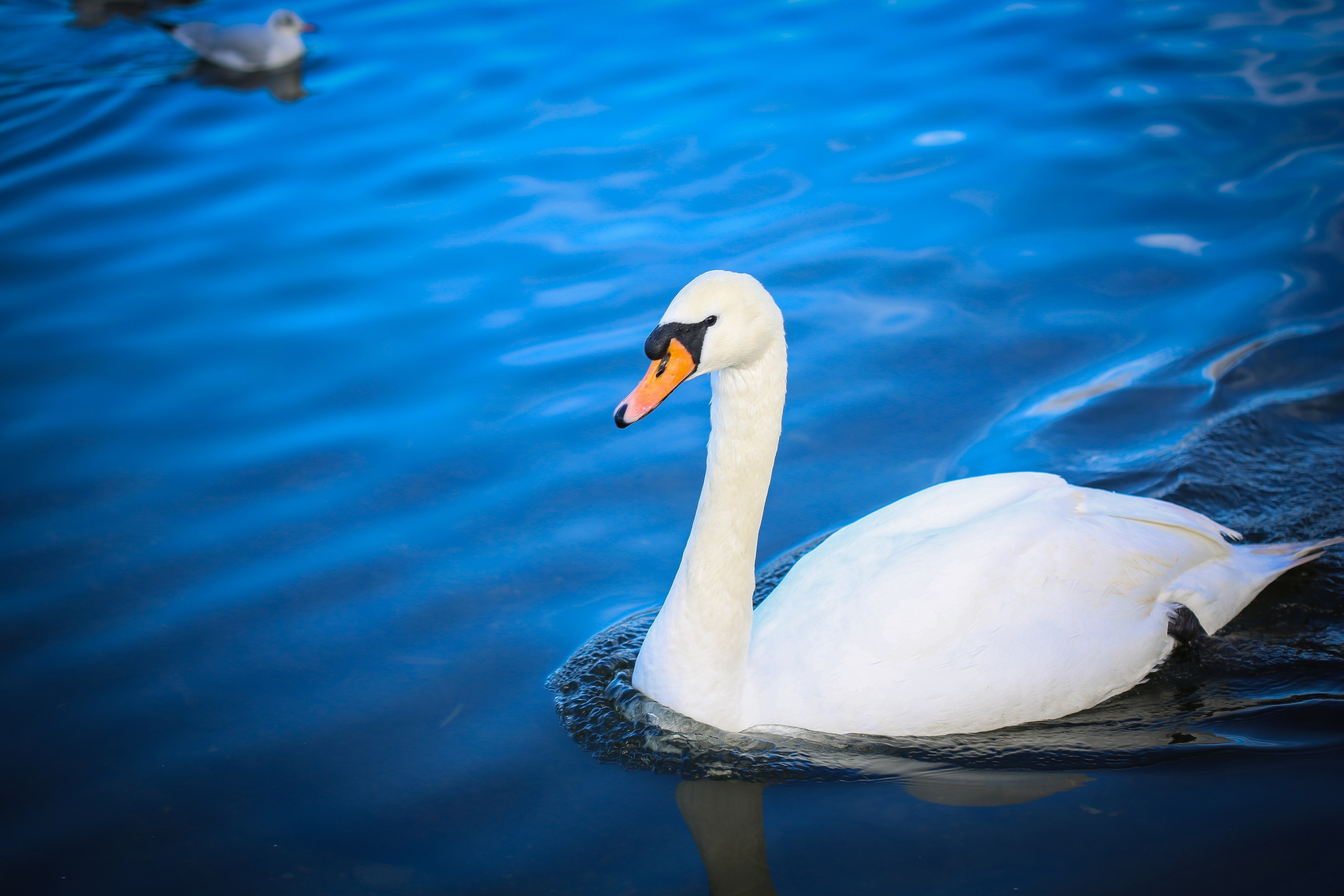 Англия: Лондон цветущий. Дарья Письменюк / Darya Leitstern — фотограф, музыкант, журналист, путешественник