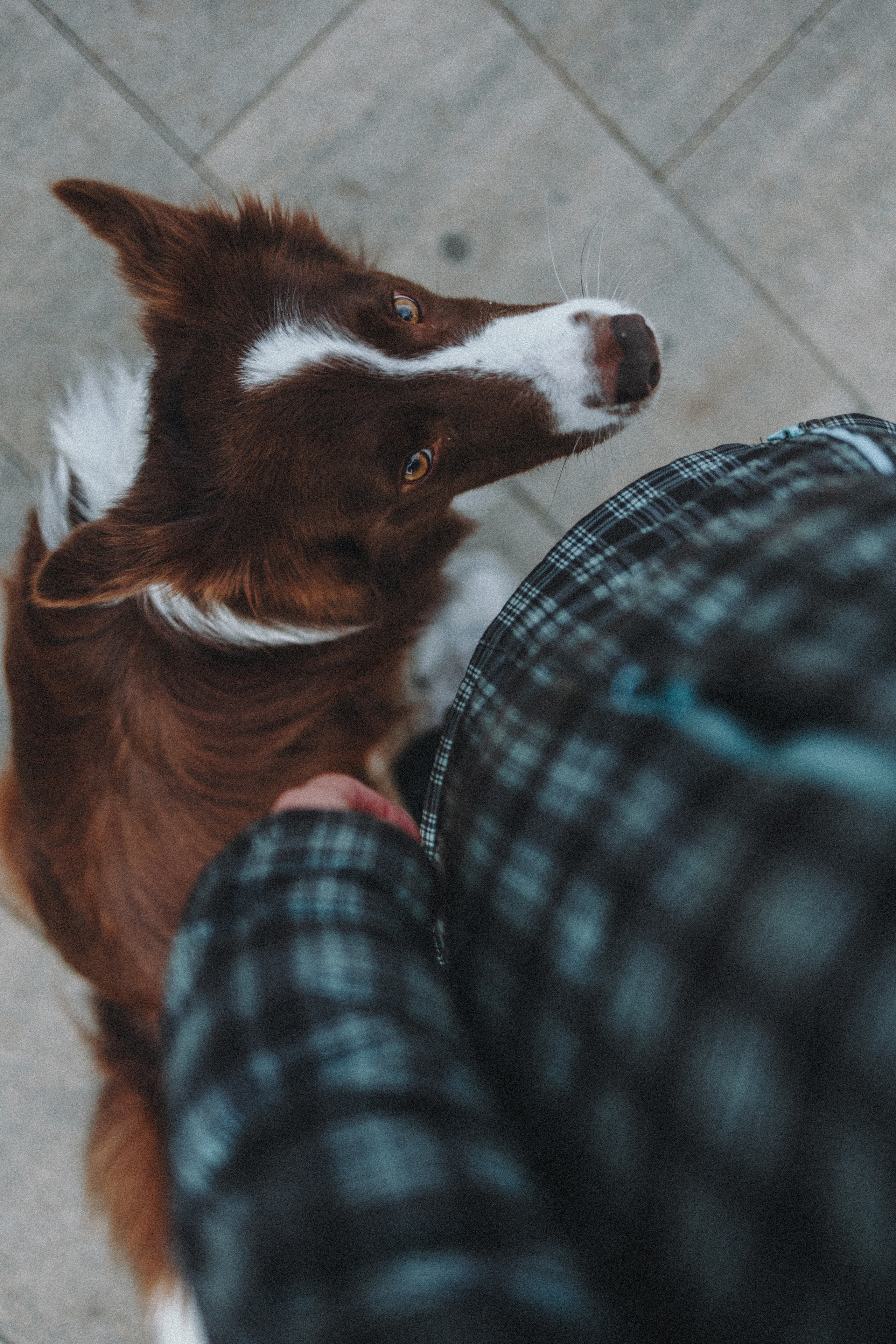 Маша и Тори. Фотограф — анималист Светлана Кысса|фотограф собак в Краснодаре и Нижнем Новгороде
