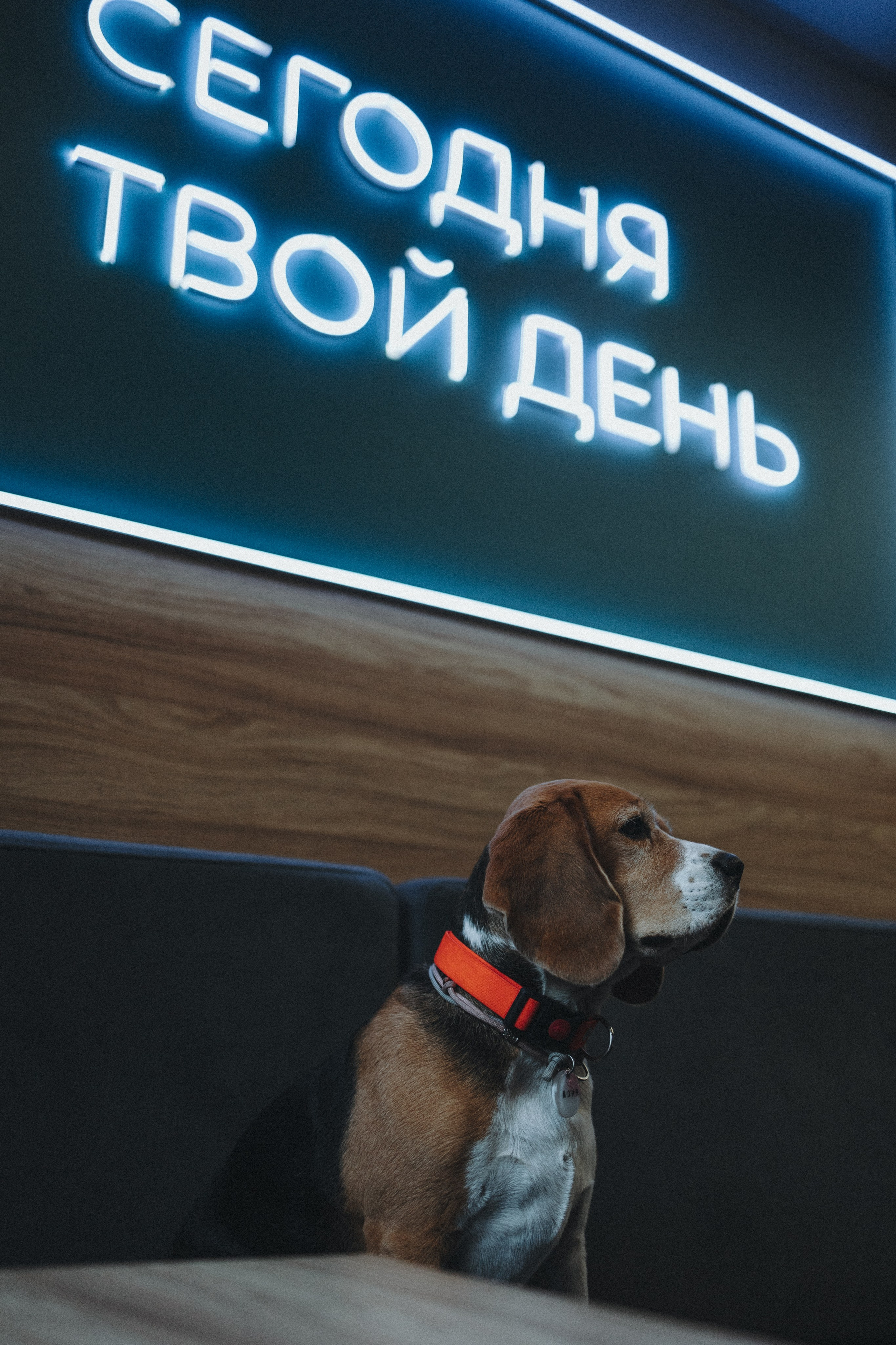 Аня и Моня. Фотограф — анималист Светлана Кысса|фотограф собак в Краснодаре и Нижнем Новгороде