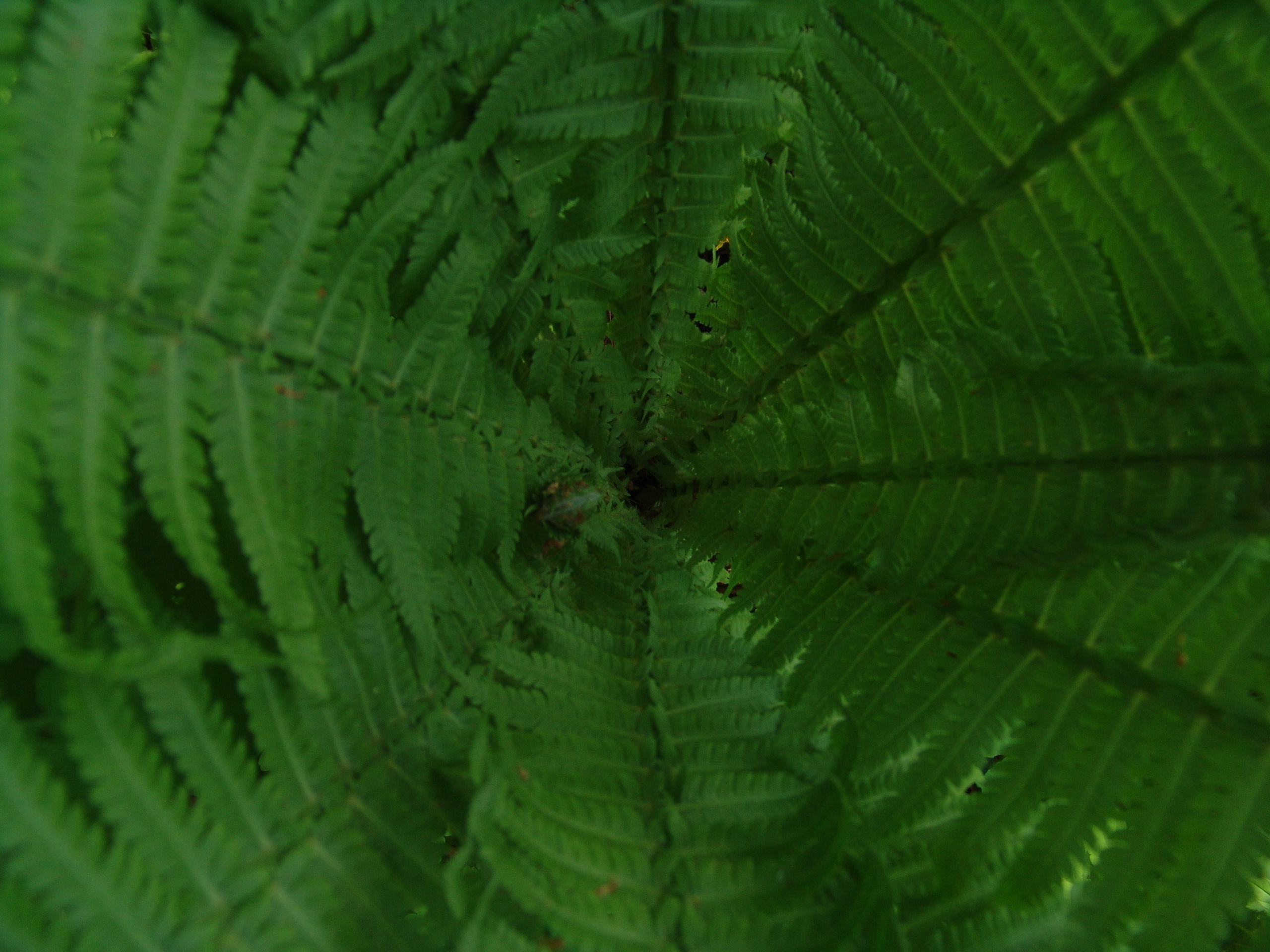 Приезд КС 2005. Заставка