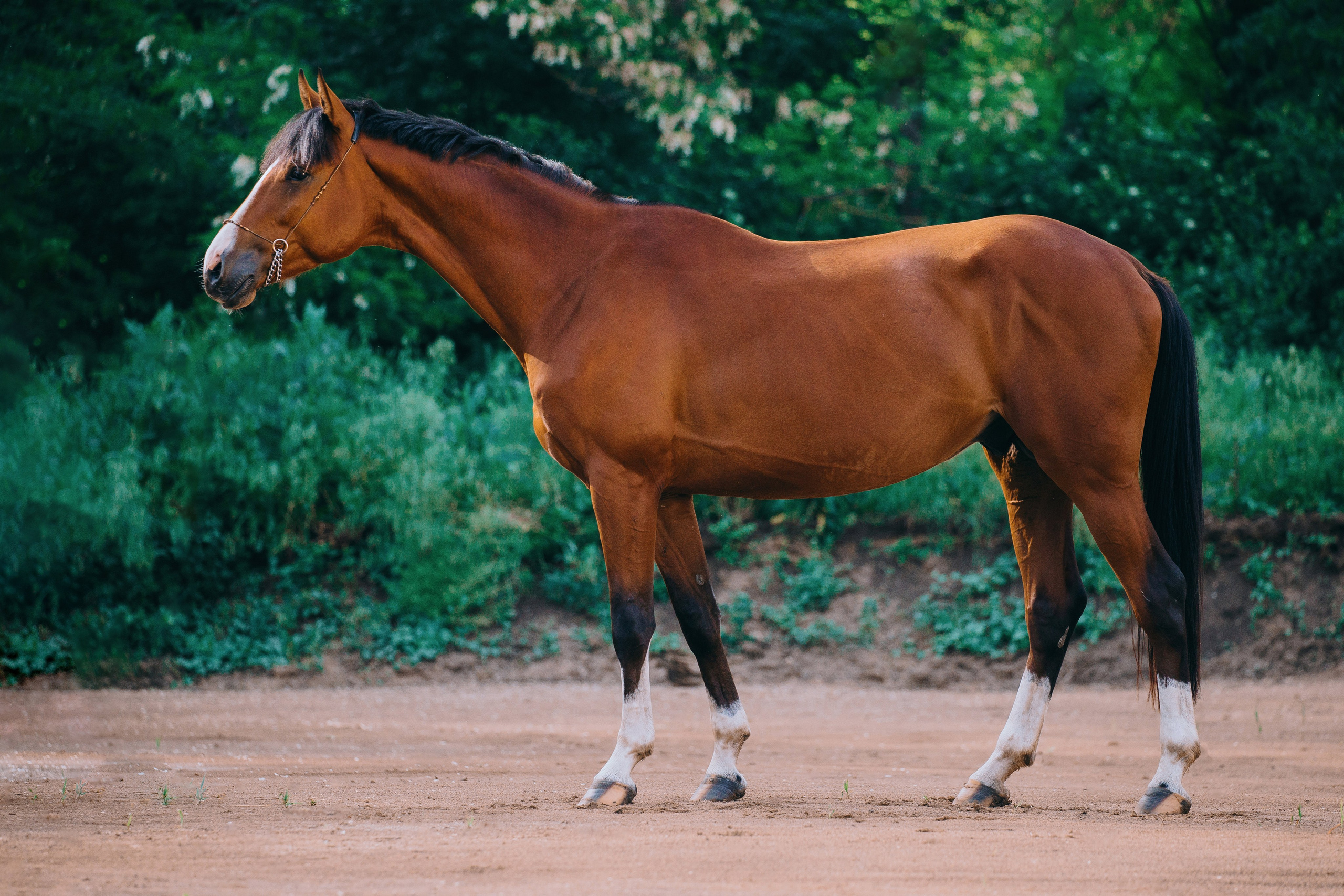 Экстерьеры. Фотограф-анималист Ксендзова Кристина
