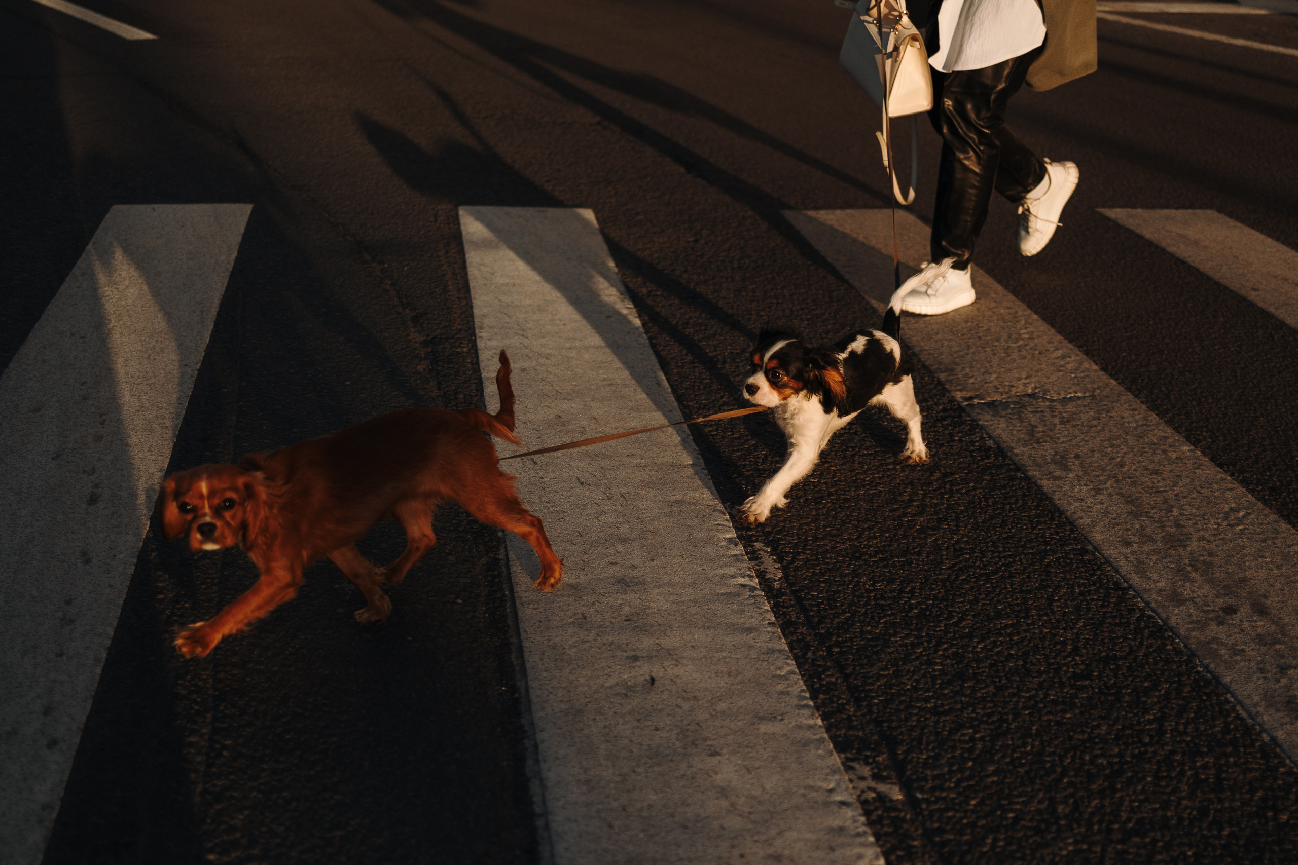 Аня, Стеша и Степан. Фотограф — Анималист | Санкт-Петербург