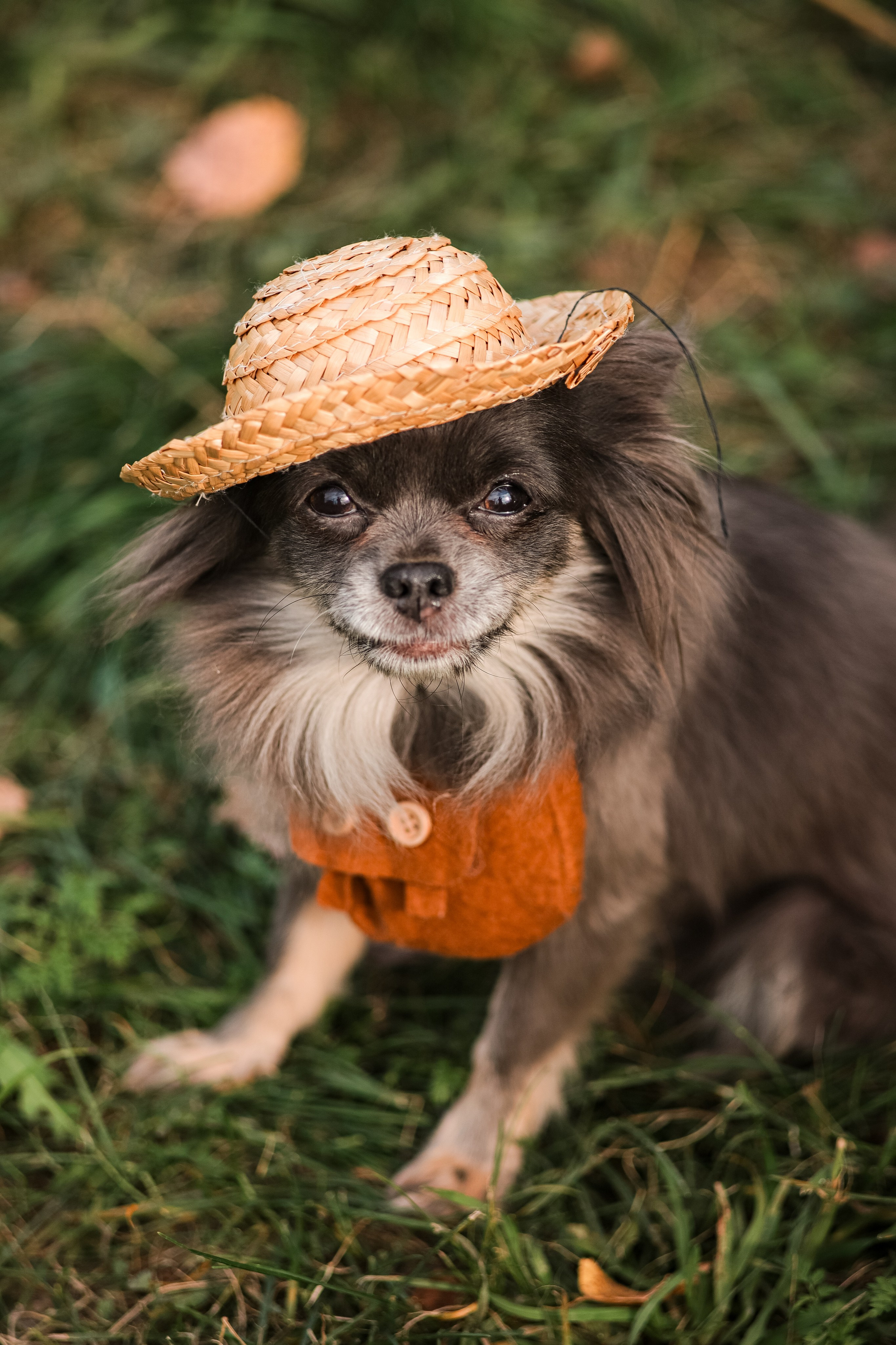 Собаки. Фотограф Ольга Мурзина