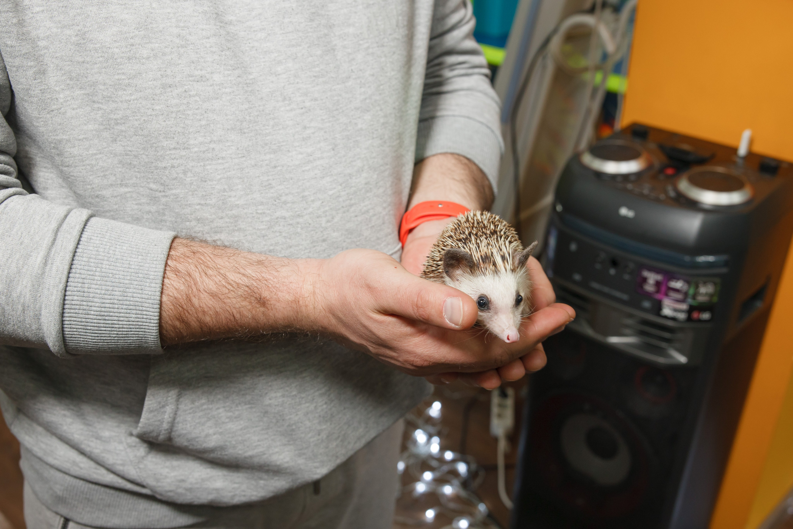 День рождения Егора, 6 лет, «Мультяшка». Свадебный и репортажный фотограф (Москва, Королев и другие)