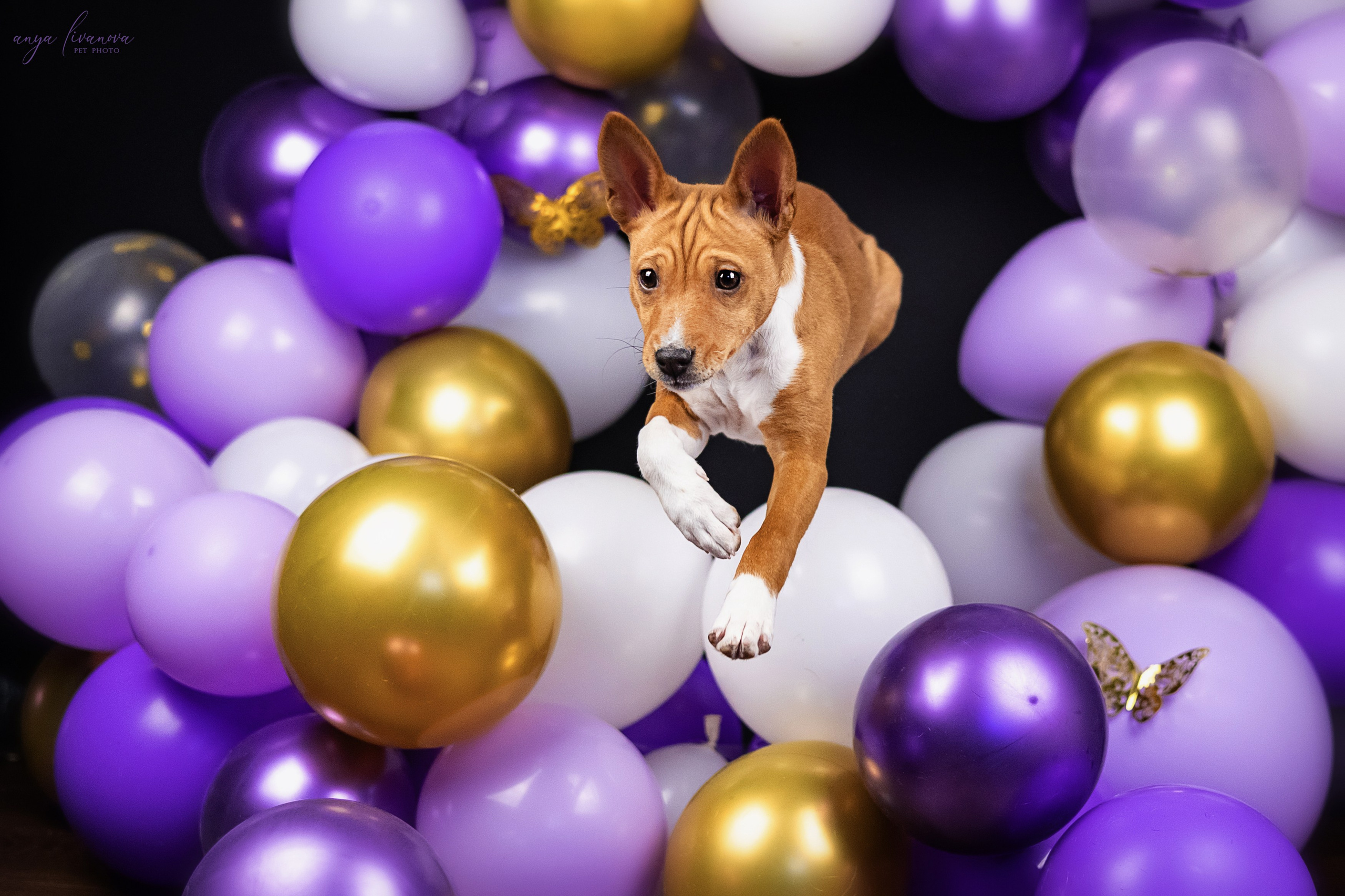 Баси. Фотограф анималист Аня Ливанова | Рыбинск