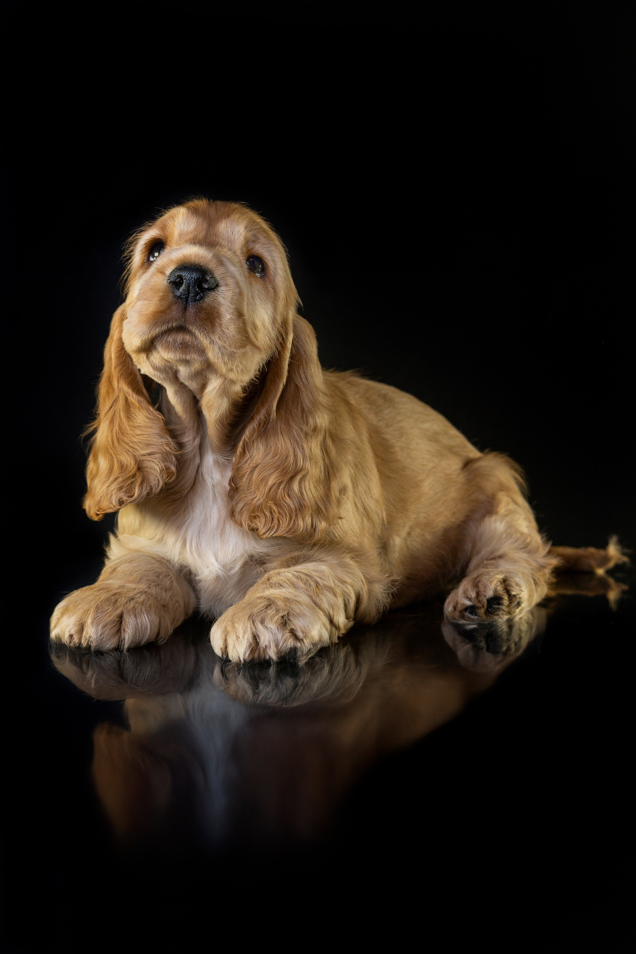 Щенки спаниеля. Фотограф анималист в Санкт-Петербурге Таша Крейв