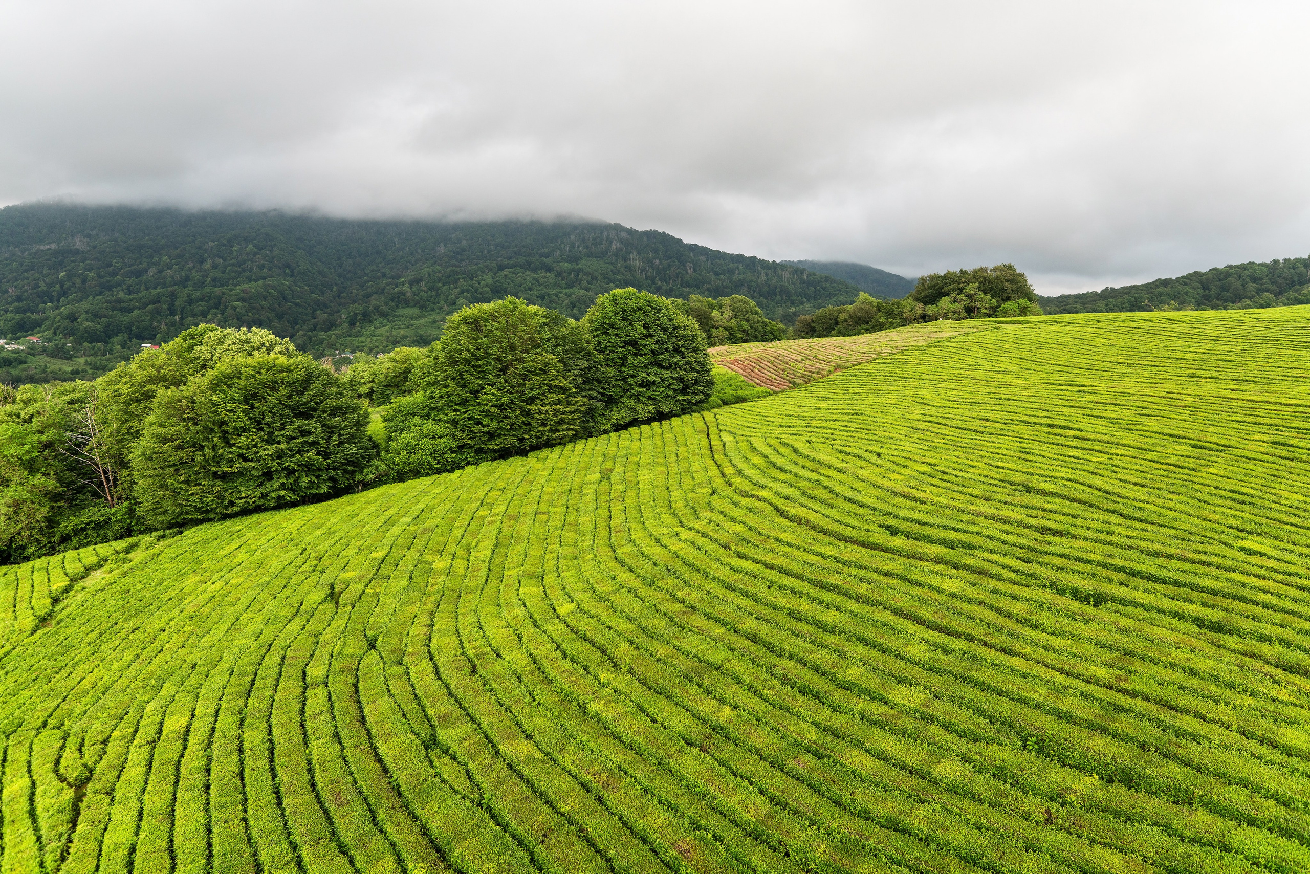 Фотограф на праздник Сочи. Фотограф Сочи