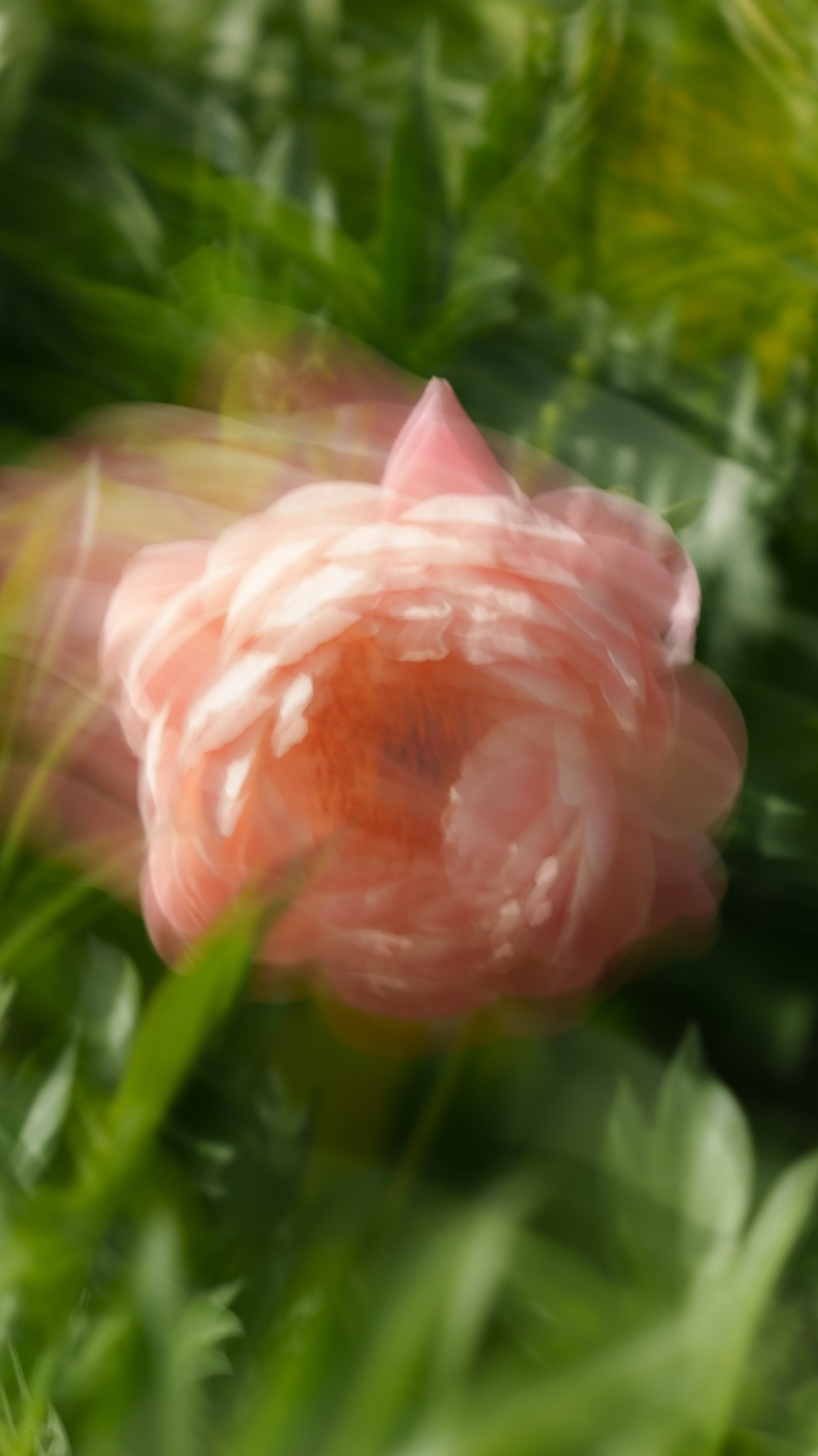 Daisy Flowers Fashion. Фотограф и видеограф в Алматы