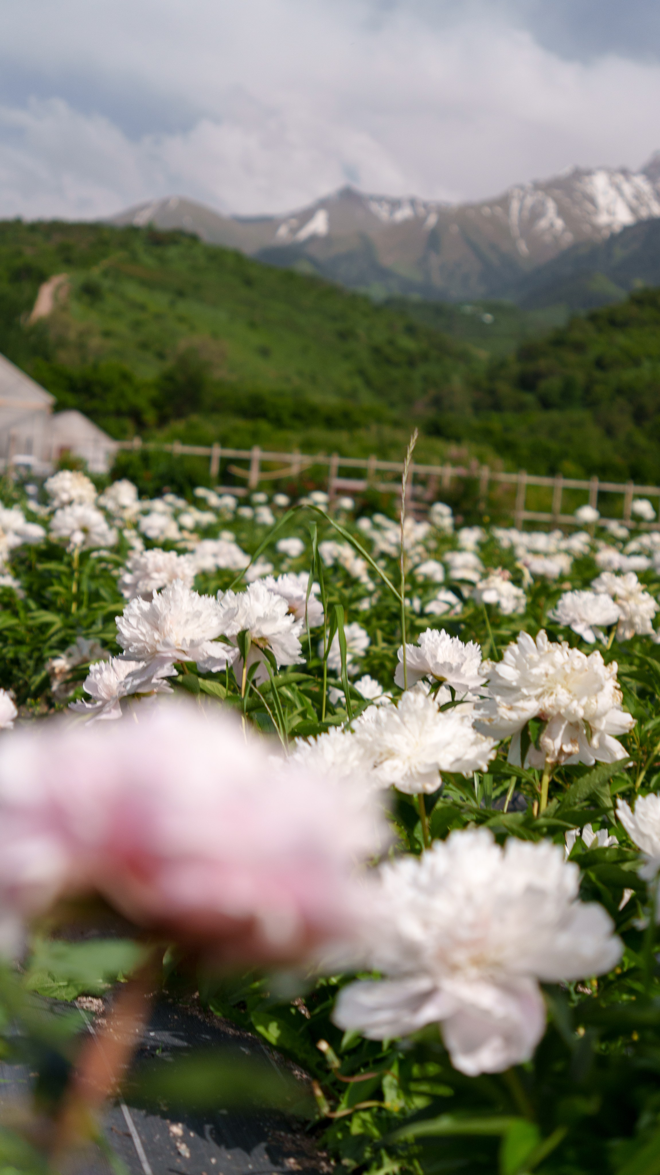 Daisy Flowers Fashion. Фотограф и видеограф в Алматы