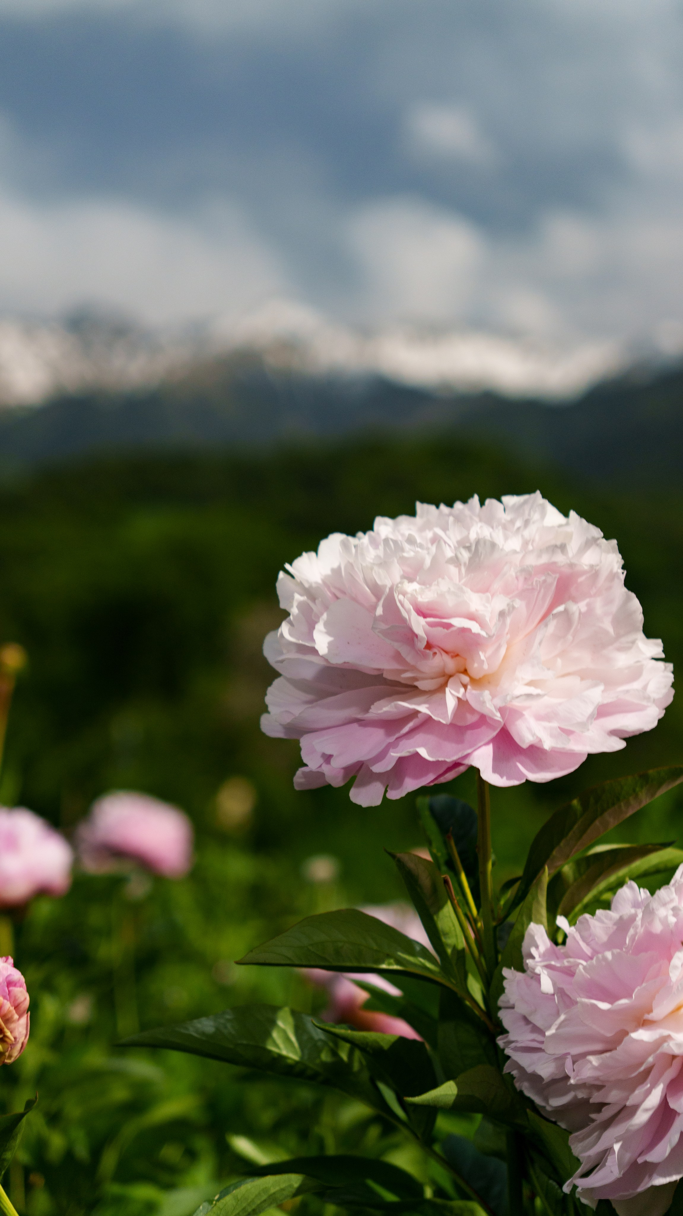 Daisy Flowers Fashion. Фотограф и видеограф в Алматы