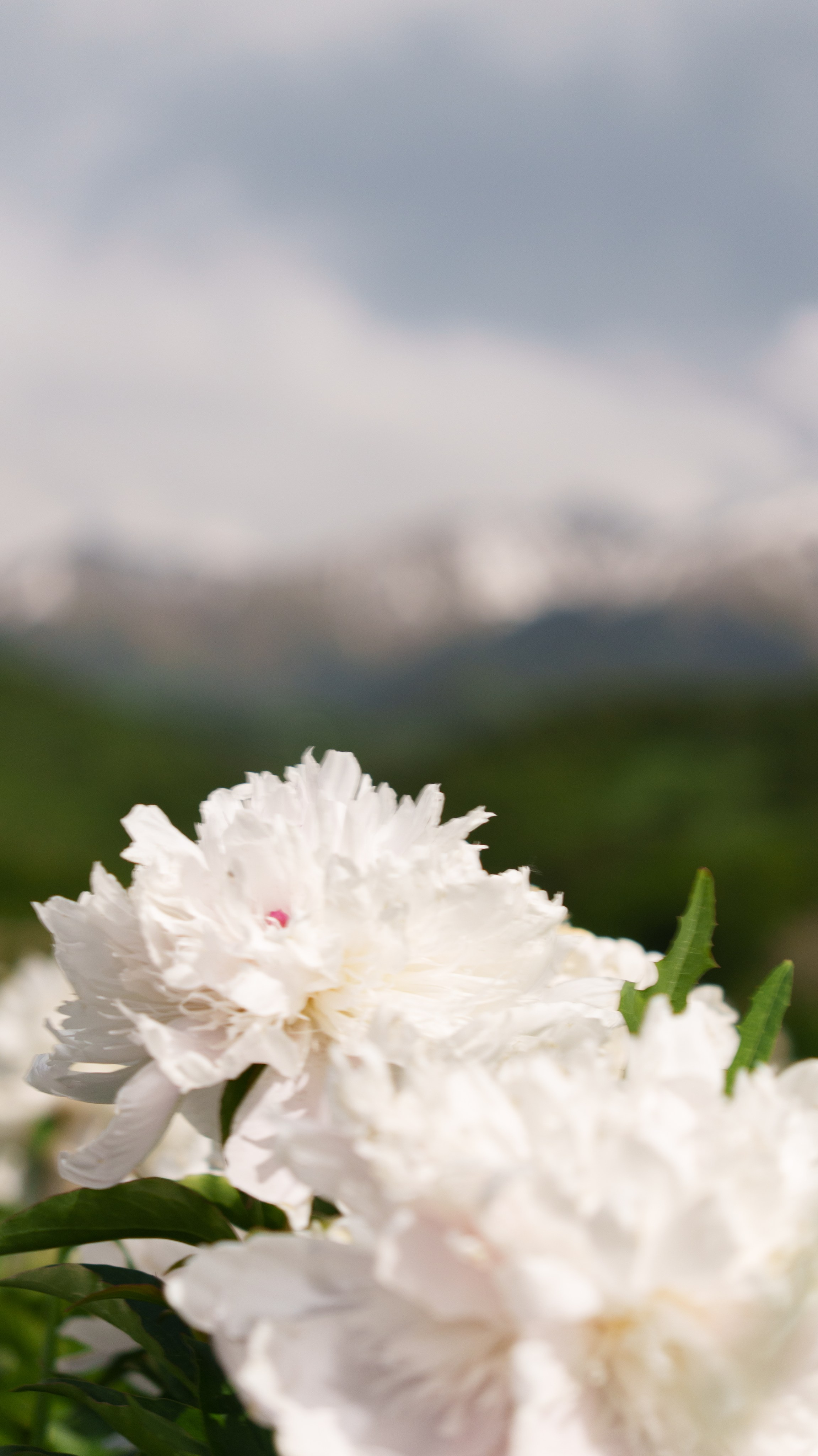Daisy Flowers Fashion. Фотограф и видеограф в Алматы