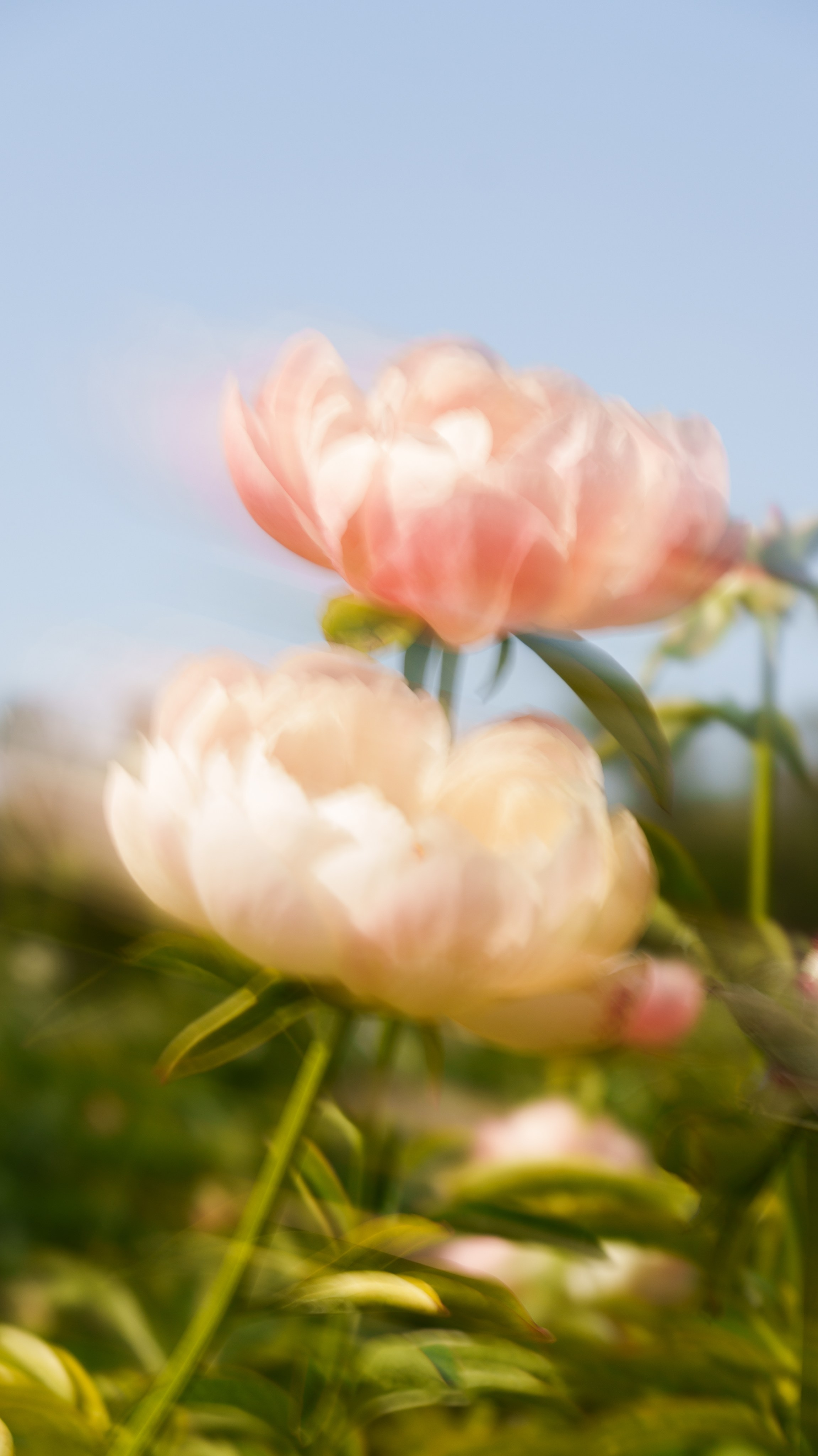 Daisy Flowers Fashion. Фотограф и видеограф в Алматы