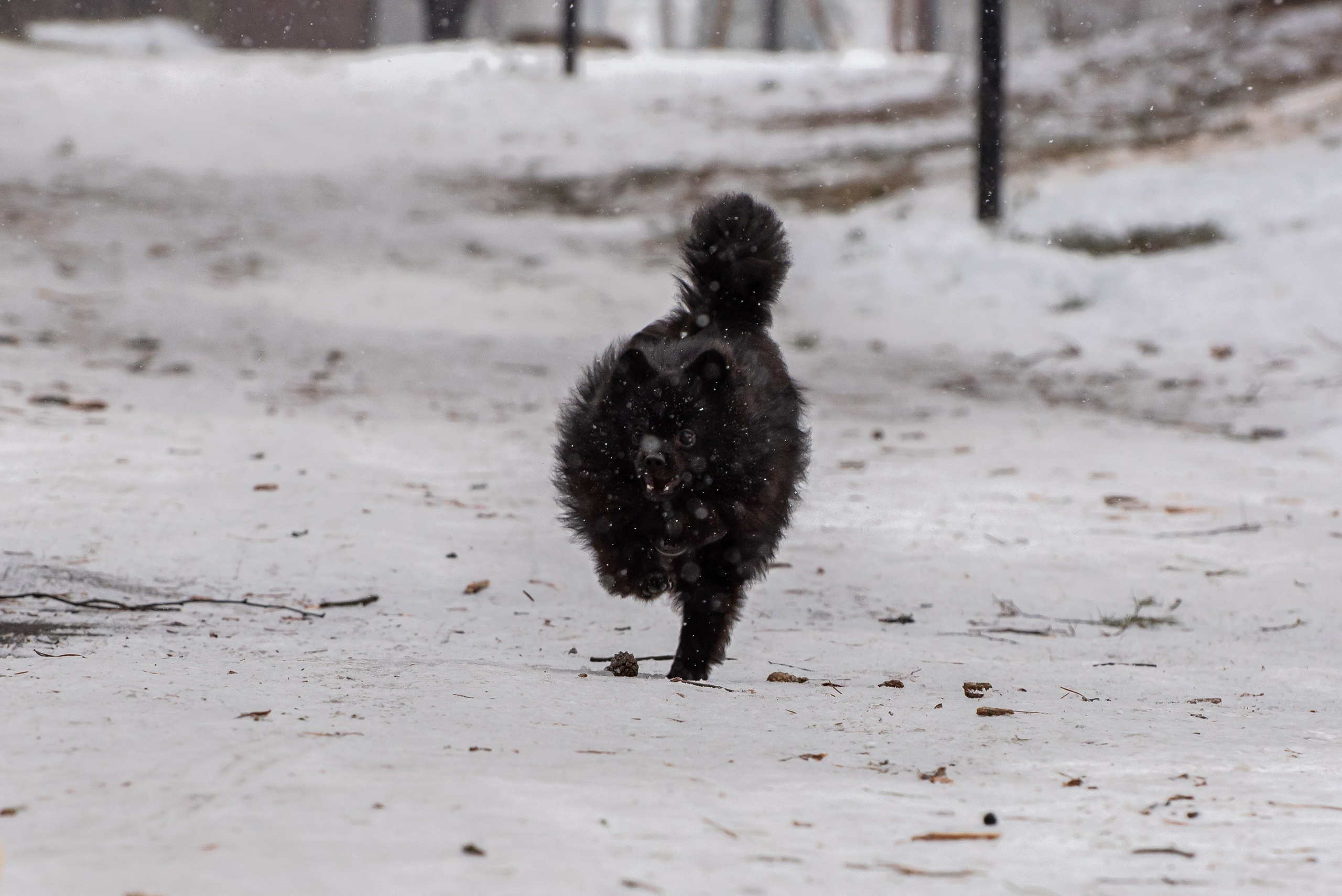 Фотосъёмка с собаками в Кинологическом лагере. Фотограф Макс Огурцов в Нижнем Новгороде