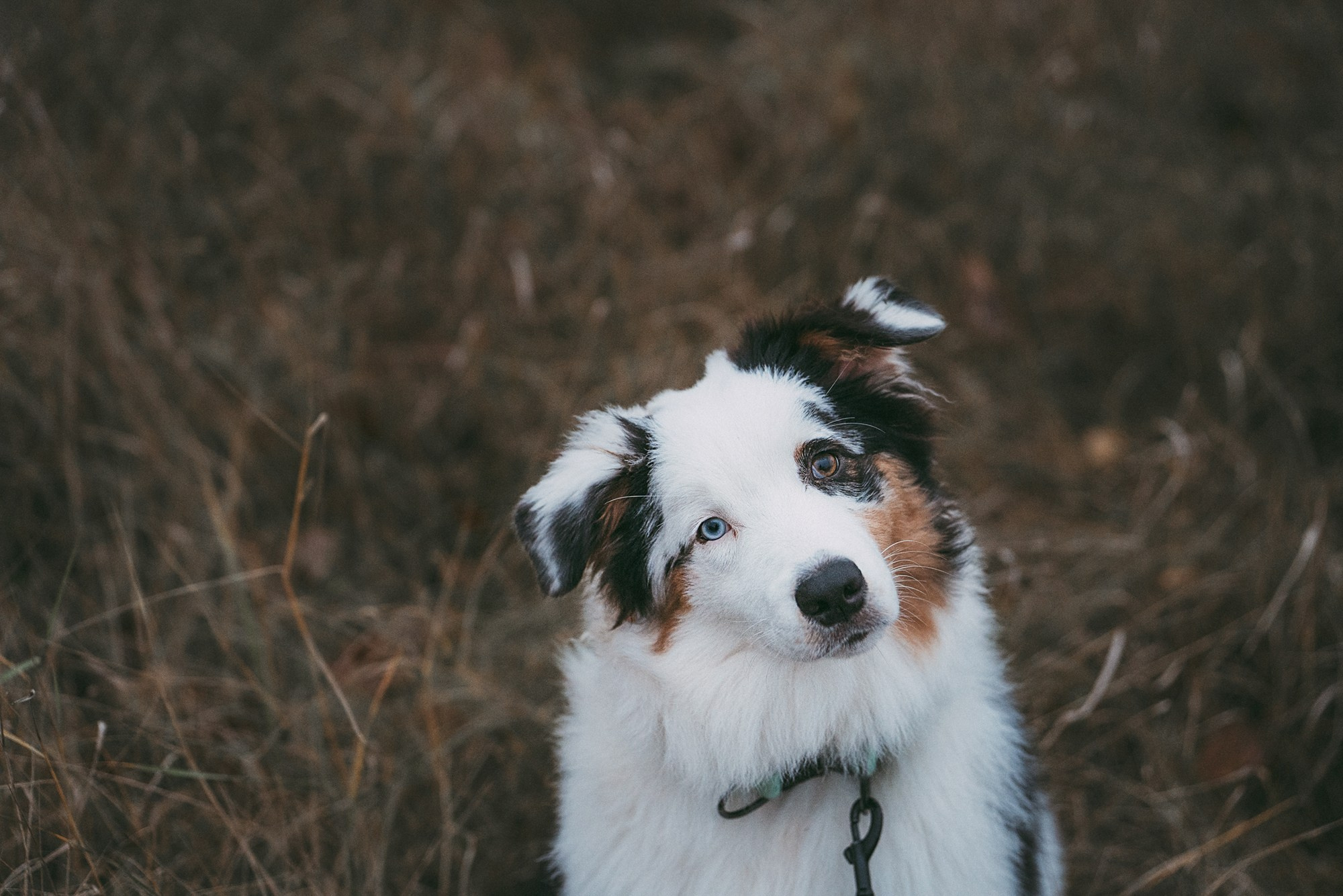 Лиза и Бублик. Фотограф анималист в Москве и Санкт-Петербурге Свиридова Анна