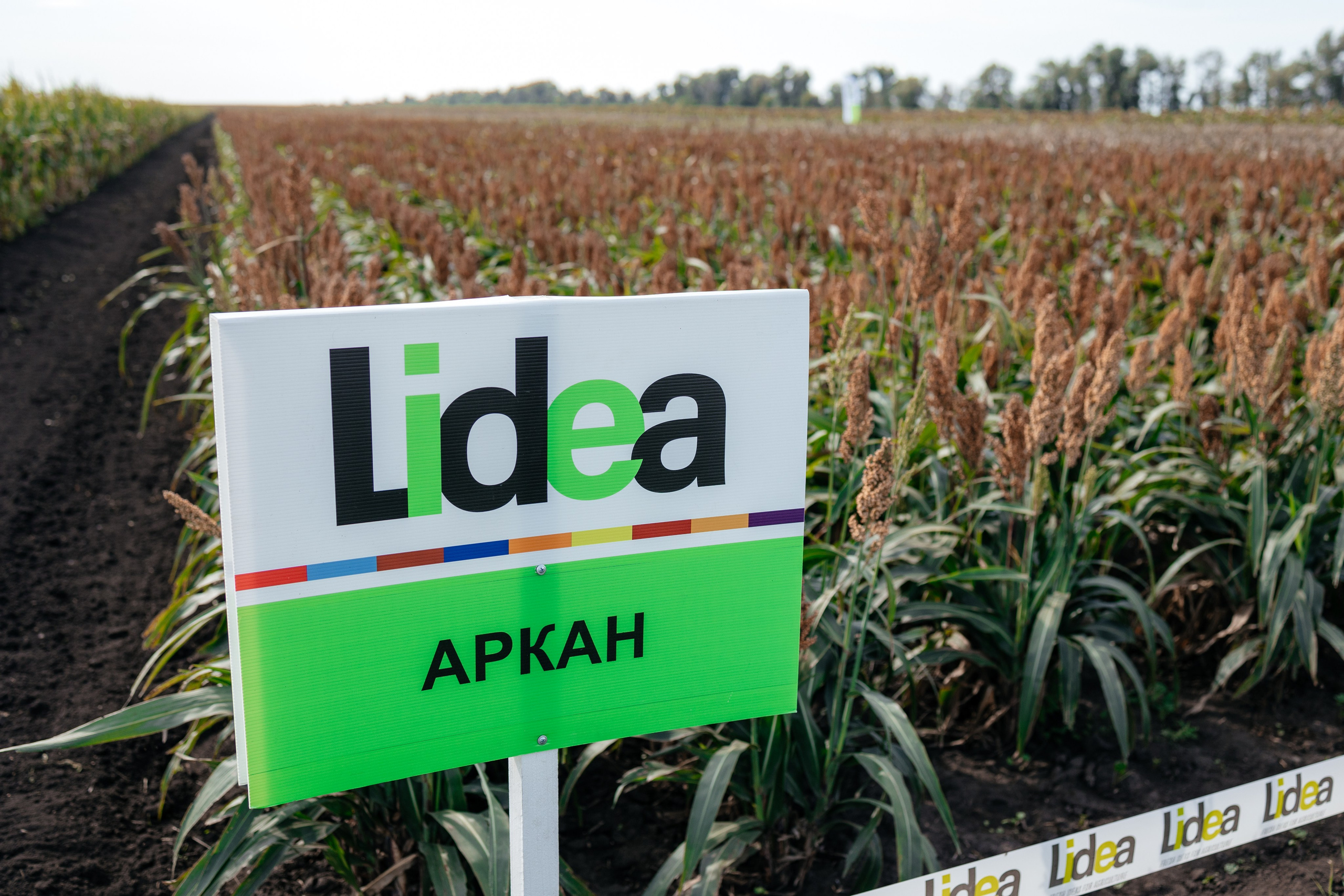 День поля. Фотограф Крохин Олег