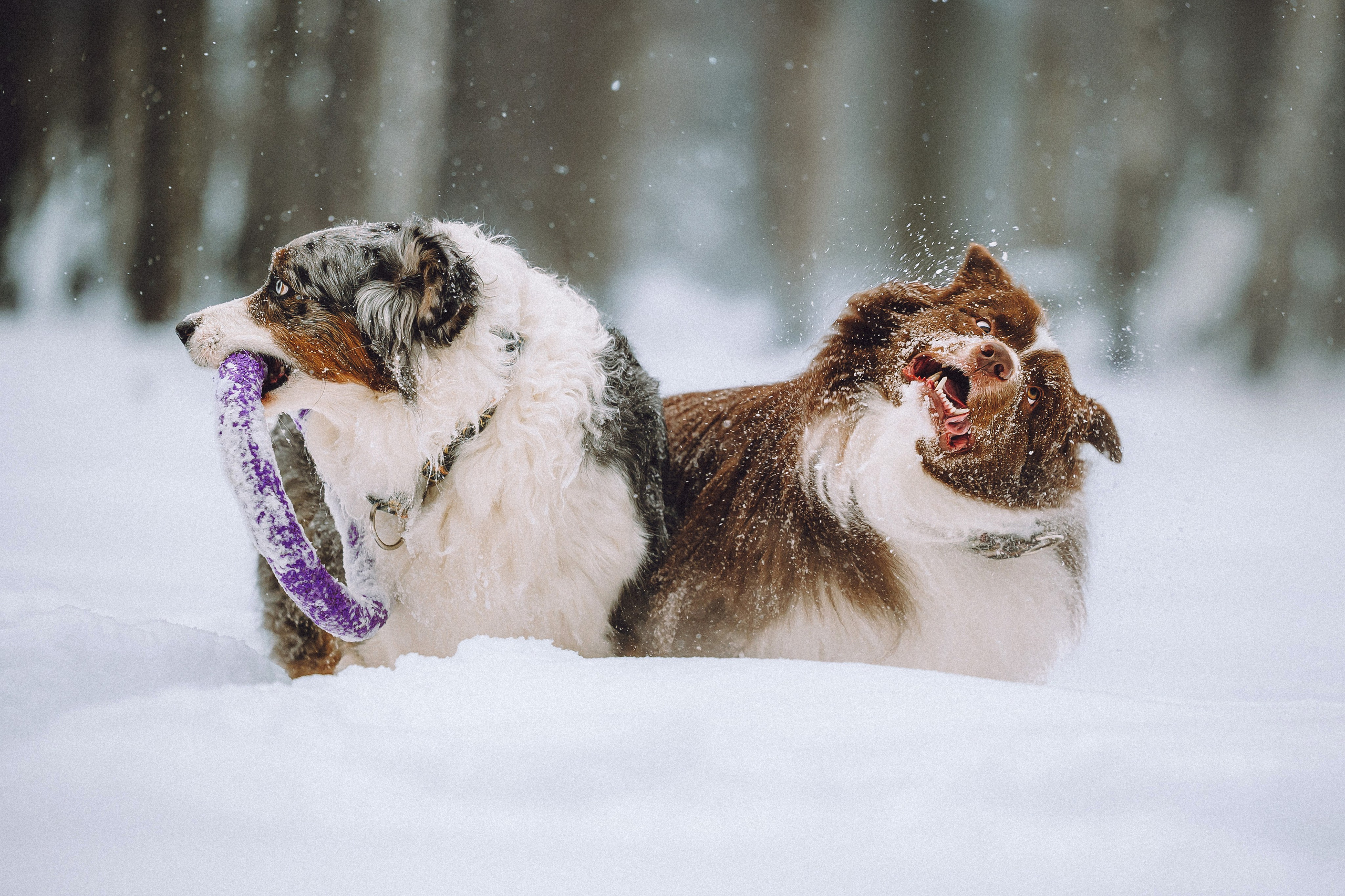 Лена, Принц и Фенек
