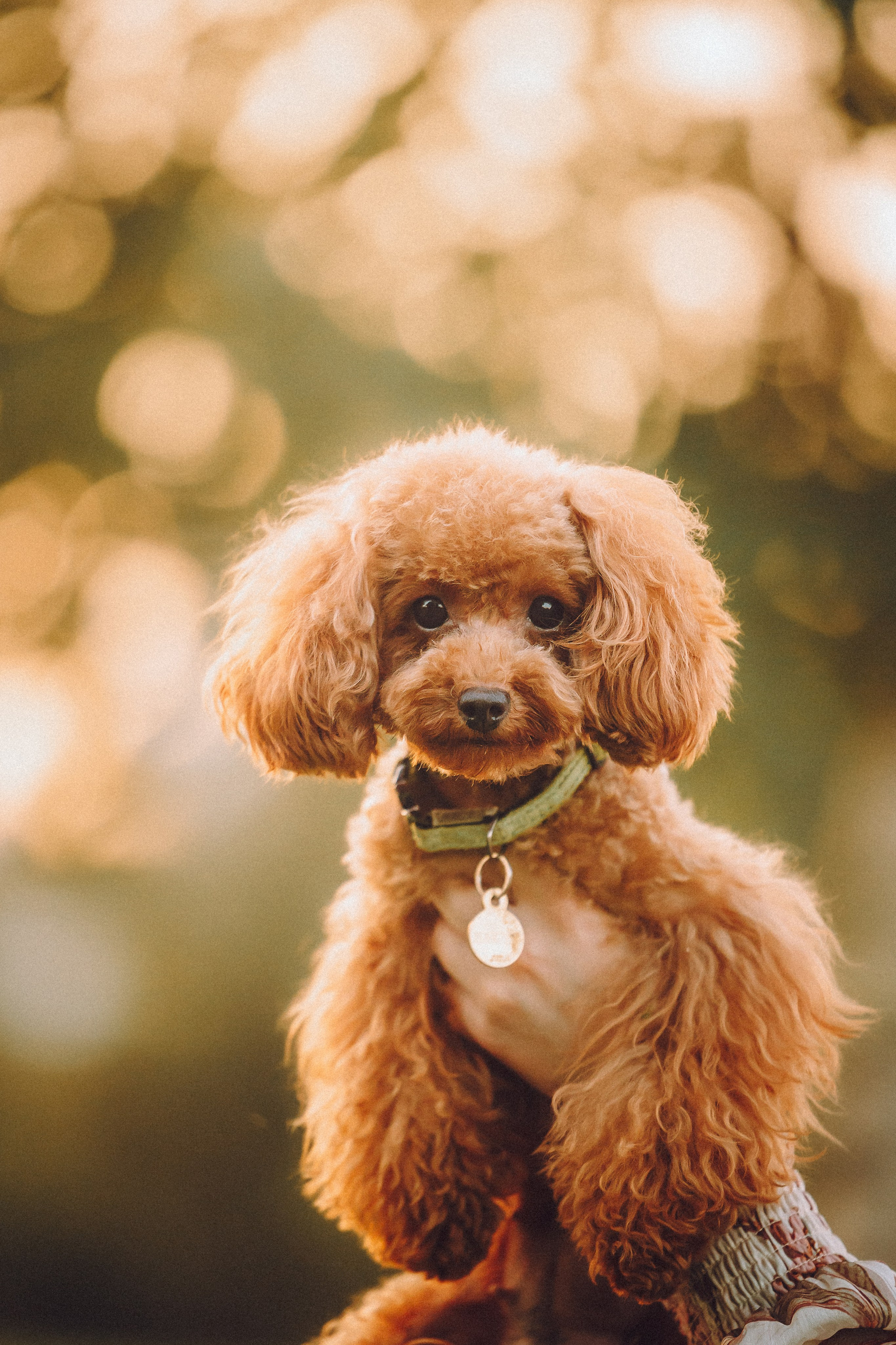 Гречка, Кари и щенки