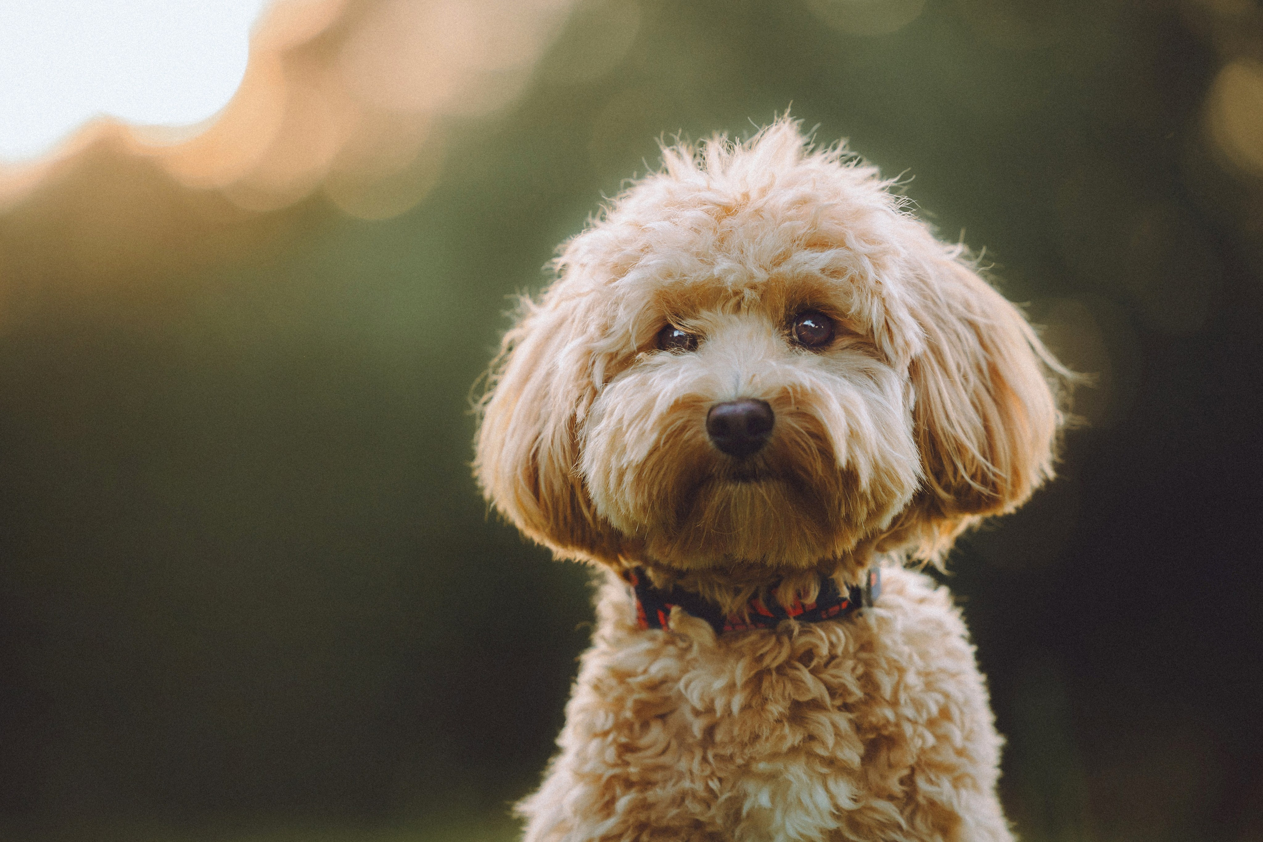 Фред и его семья