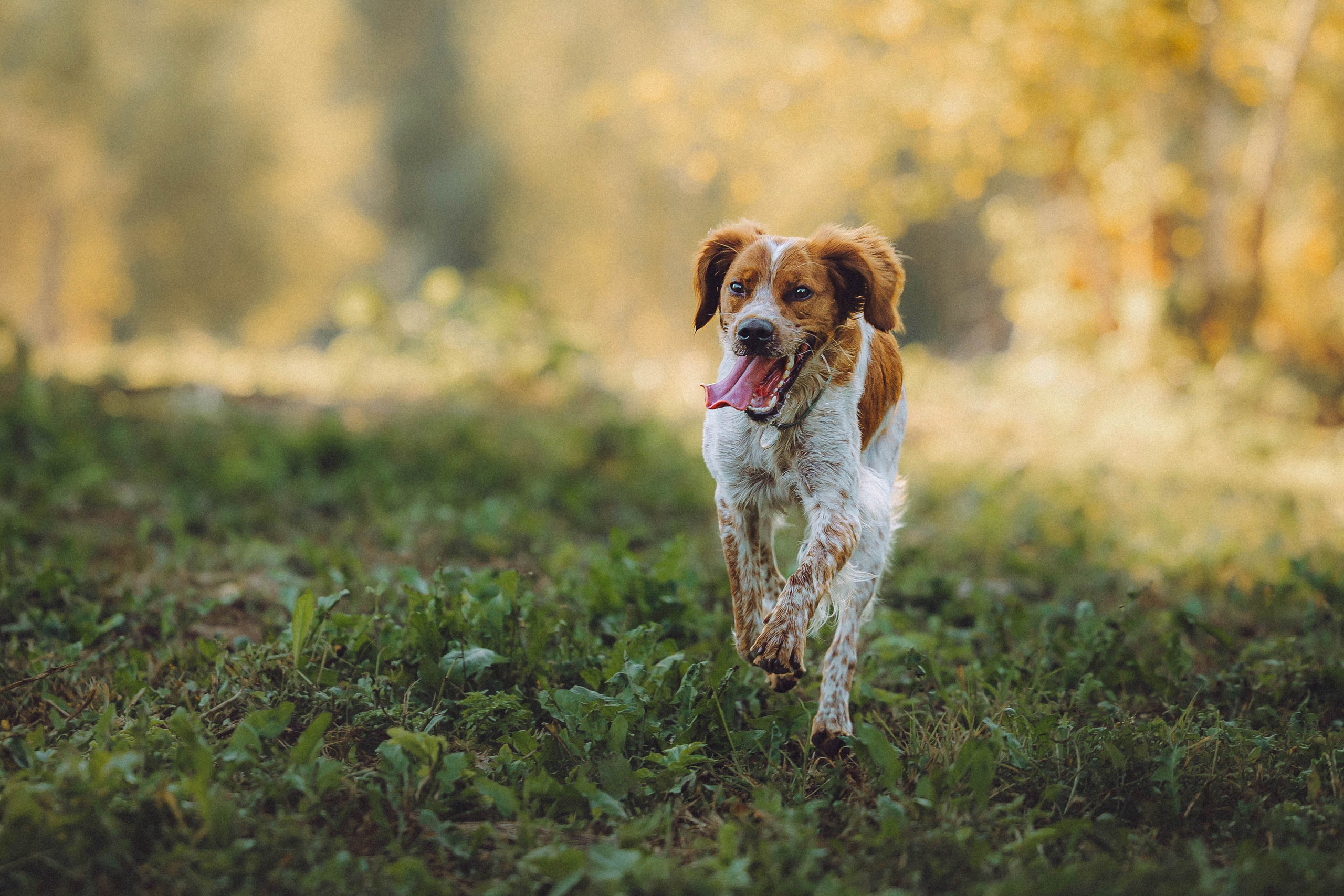 Камри и Пафи