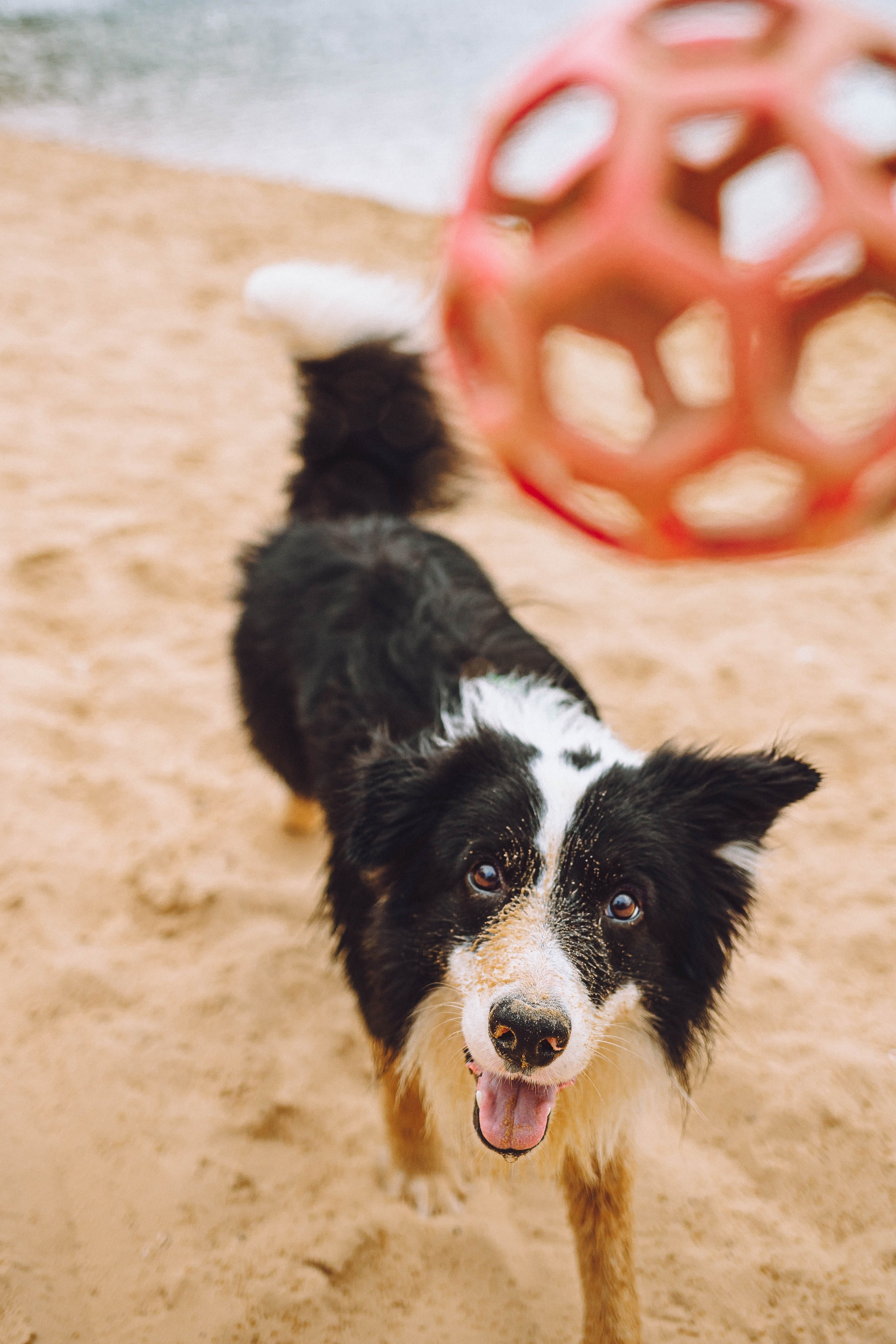 Как я выбираю, на какой объектив снимать животных?