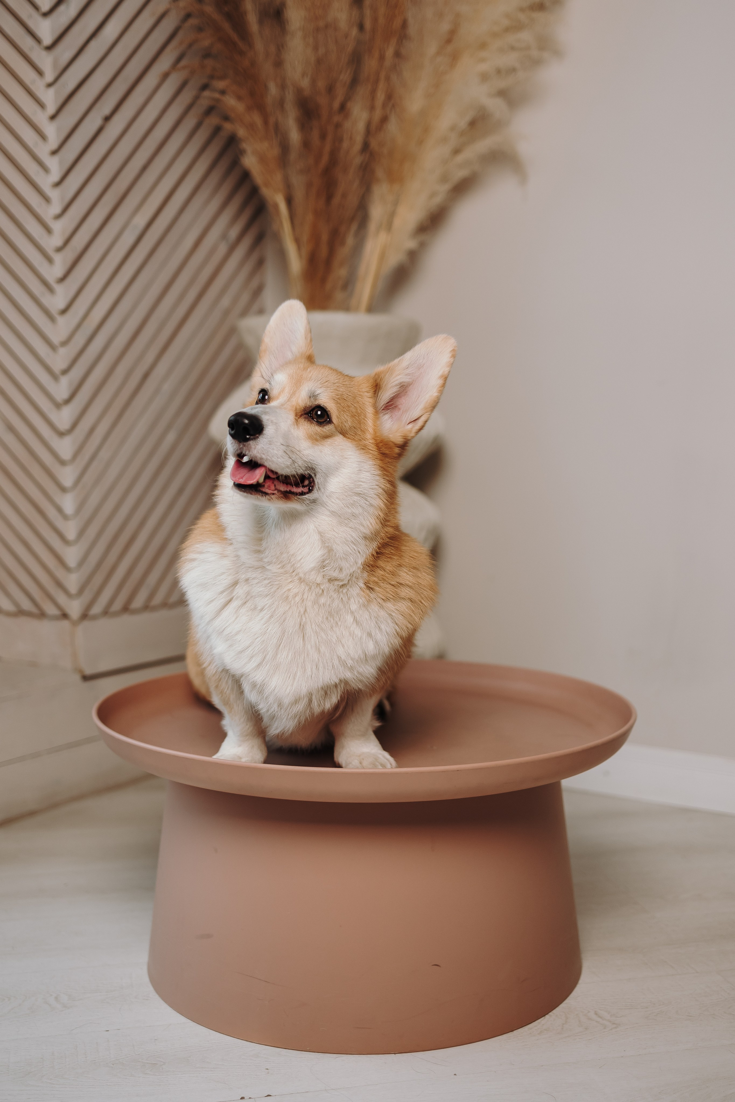 Груминг. Фотограф-анималист в Санкт-Петербурге Алина Яхонт