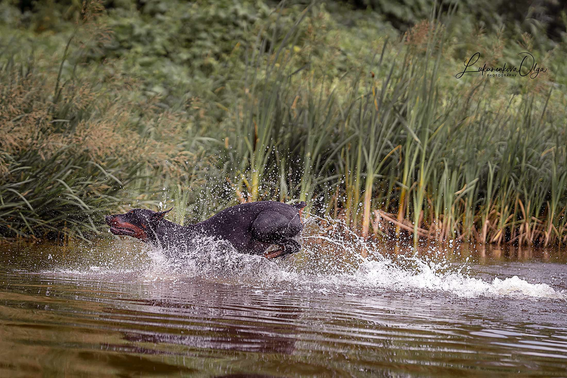 Фанта и Асти. Фотограф анималист Ольга Луканенкова в Москве