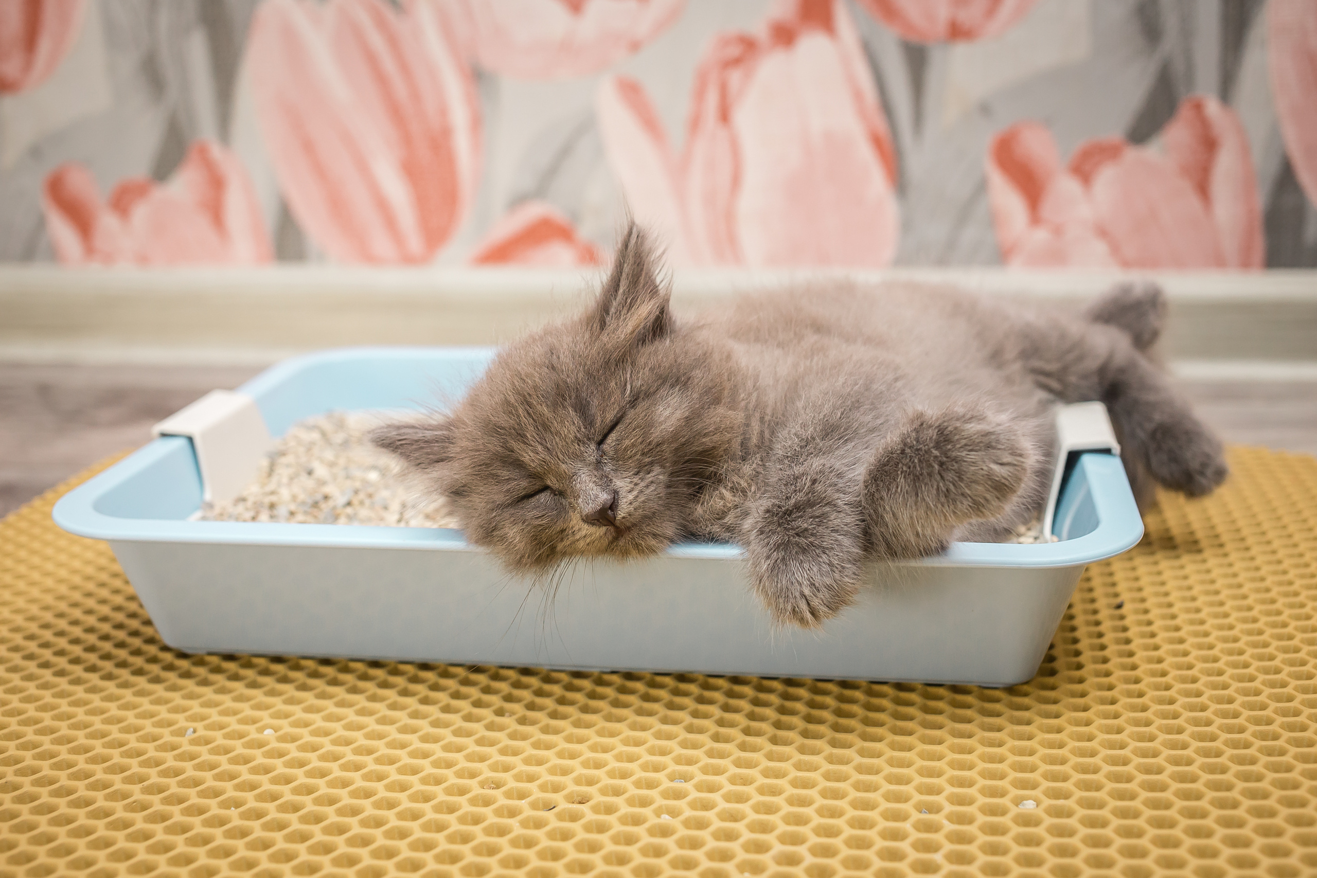 Съемка рекламы ковриков под лоток «Kotopes». Фотографиня Мария Дикова