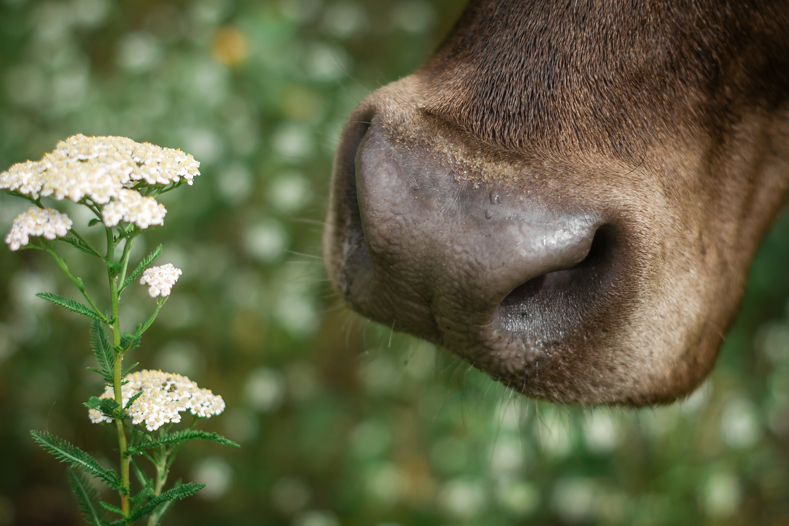 Проект «Вместе с мамой» — корова Аннушка. Фотографиня Мария Дикова