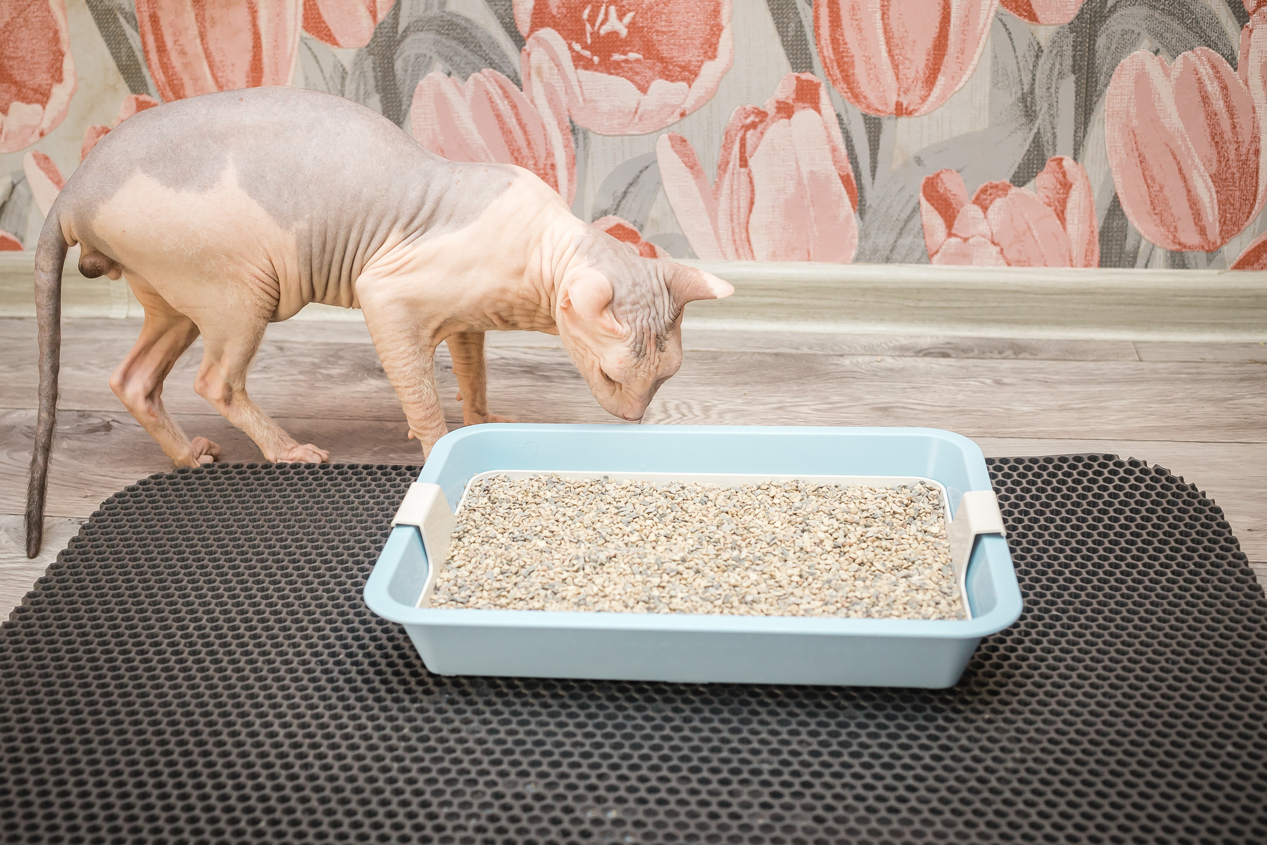 Съемка рекламы ковриков под лоток «Kotopes». Фотографиня Мария Дикова