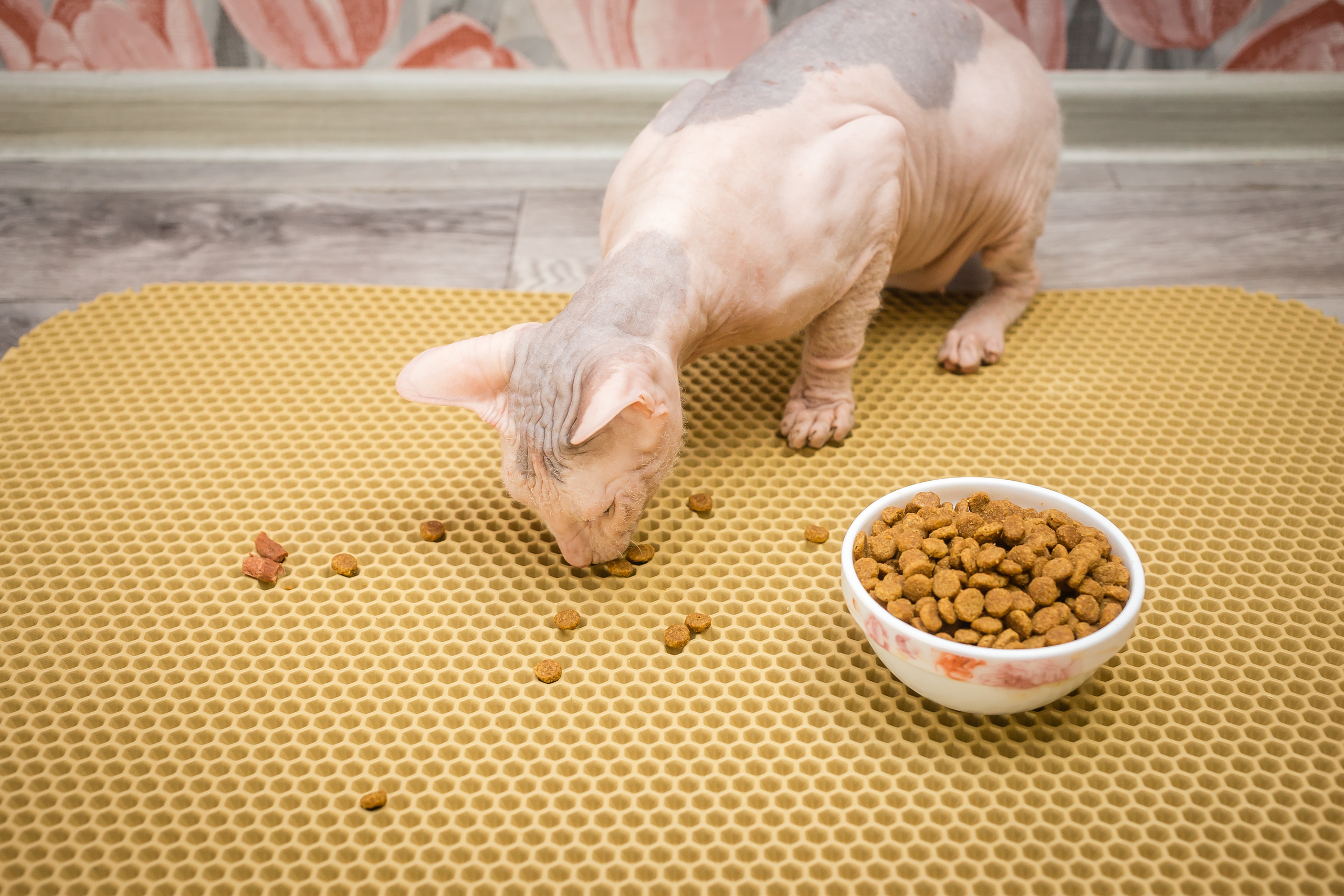 Съемка рекламы ковриков под лоток «Kotopes». Фотографиня Мария Дикова