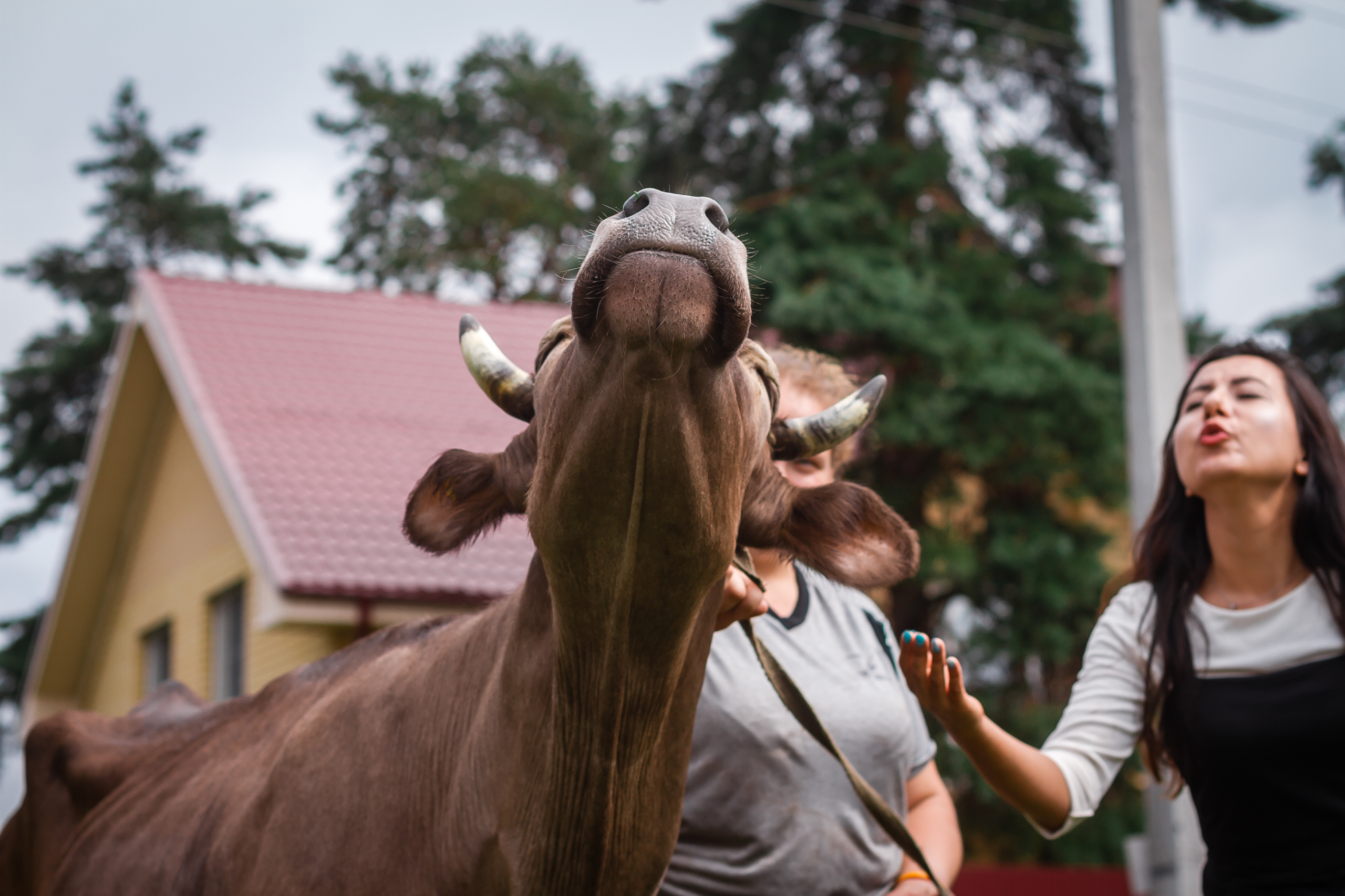 Проект «Вместе с мамой» — корова Аннушка. Фотографиня Мария Дикова