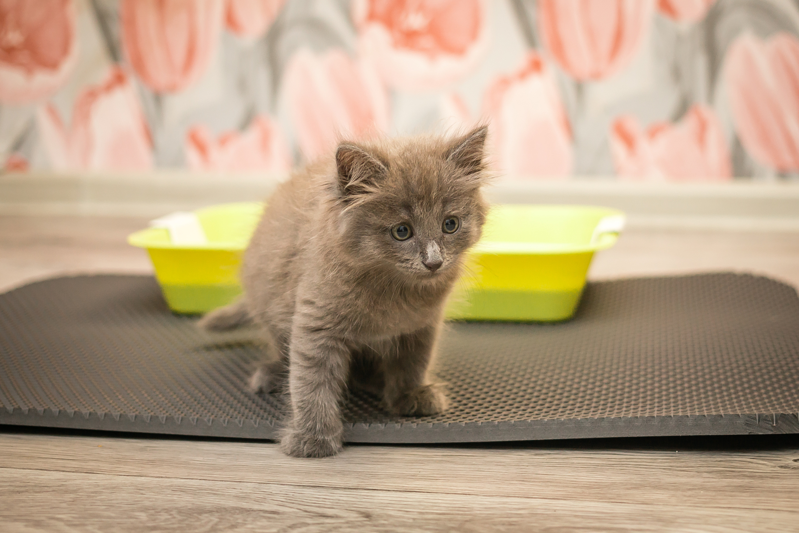 Съемка рекламы ковриков под лоток «Kotopes». Фотографиня Мария Дикова