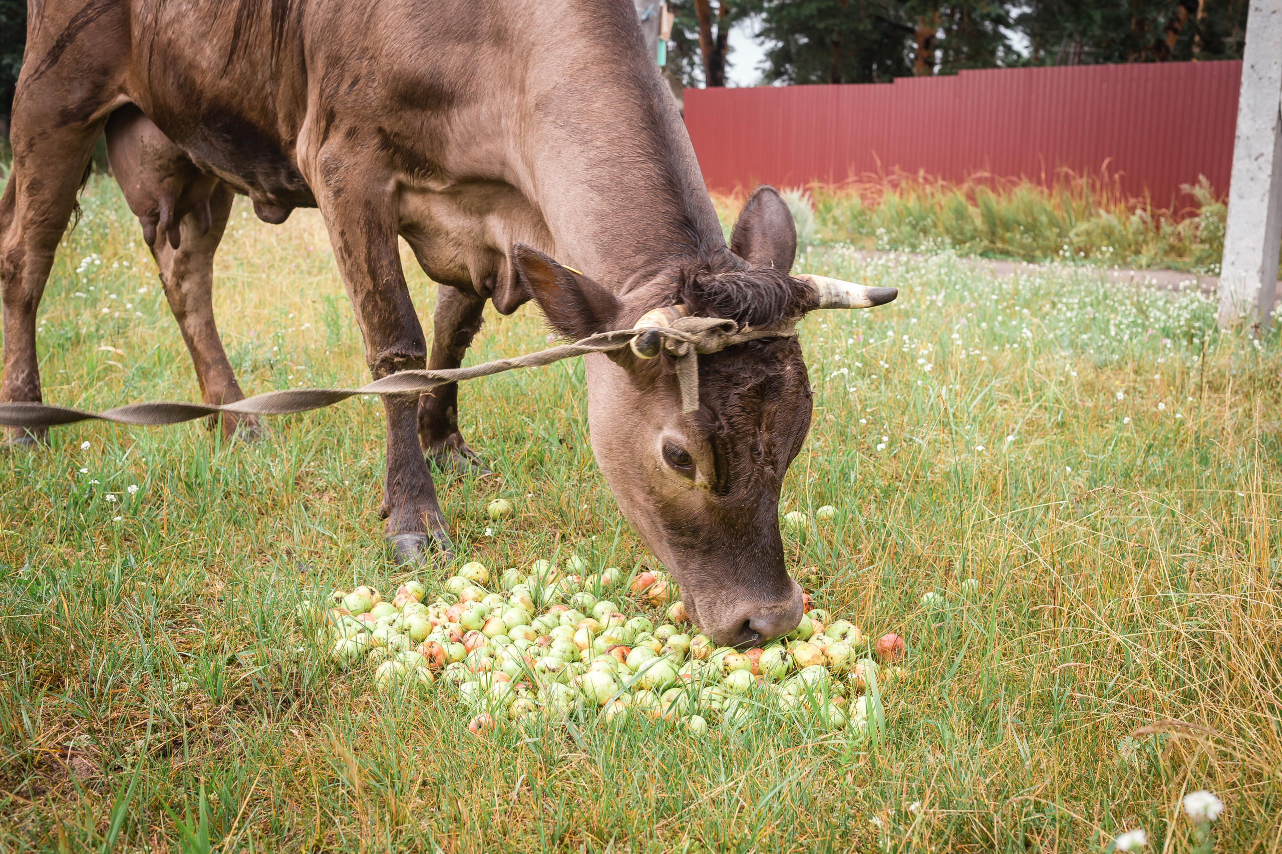 Проект «Вместе с мамой» — корова Аннушка. Фотографиня Мария Дикова