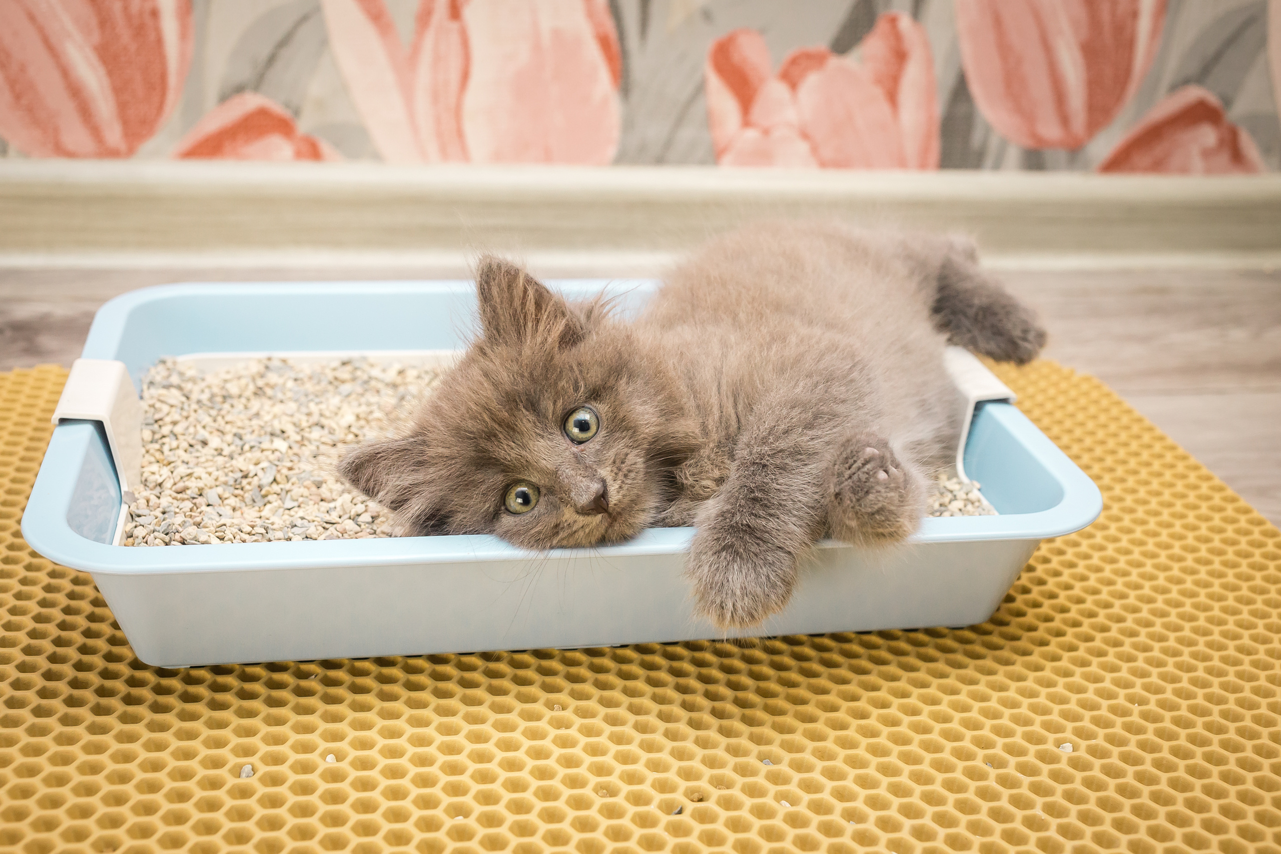 Съемка рекламы ковриков под лоток «Kotopes». Фотографиня Мария Дикова