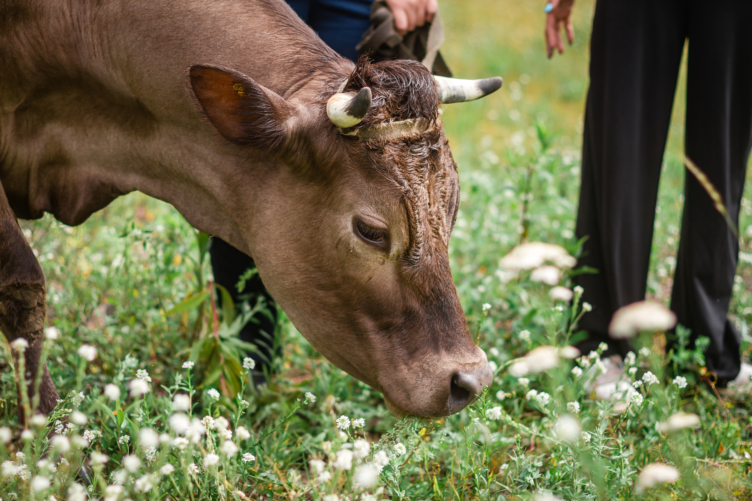 Проект «Вместе с мамой» — корова Аннушка. Фотографиня Мария Дикова