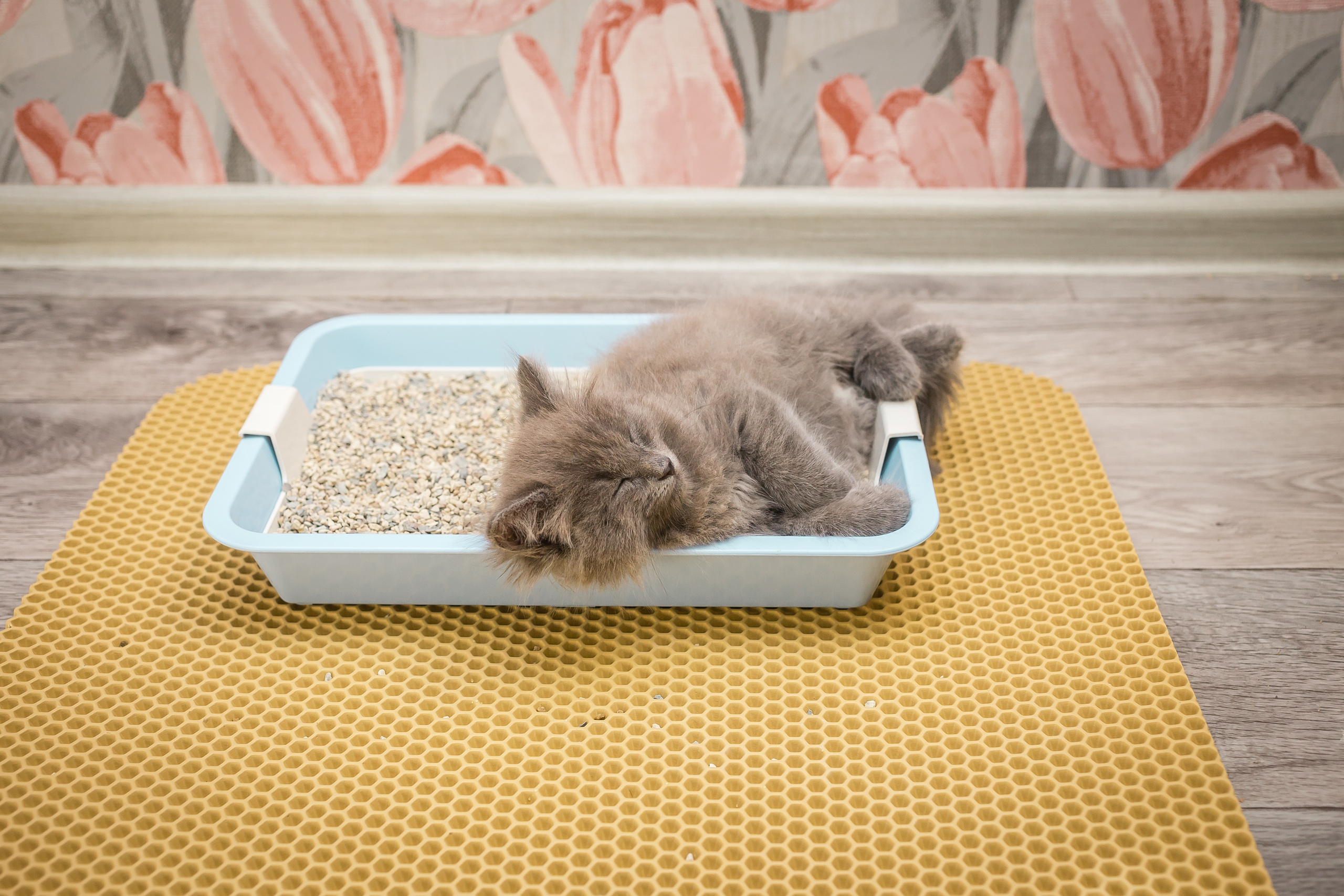 Съемка рекламы ковриков под лоток «Kotopes». Фотографиня Мария Дикова