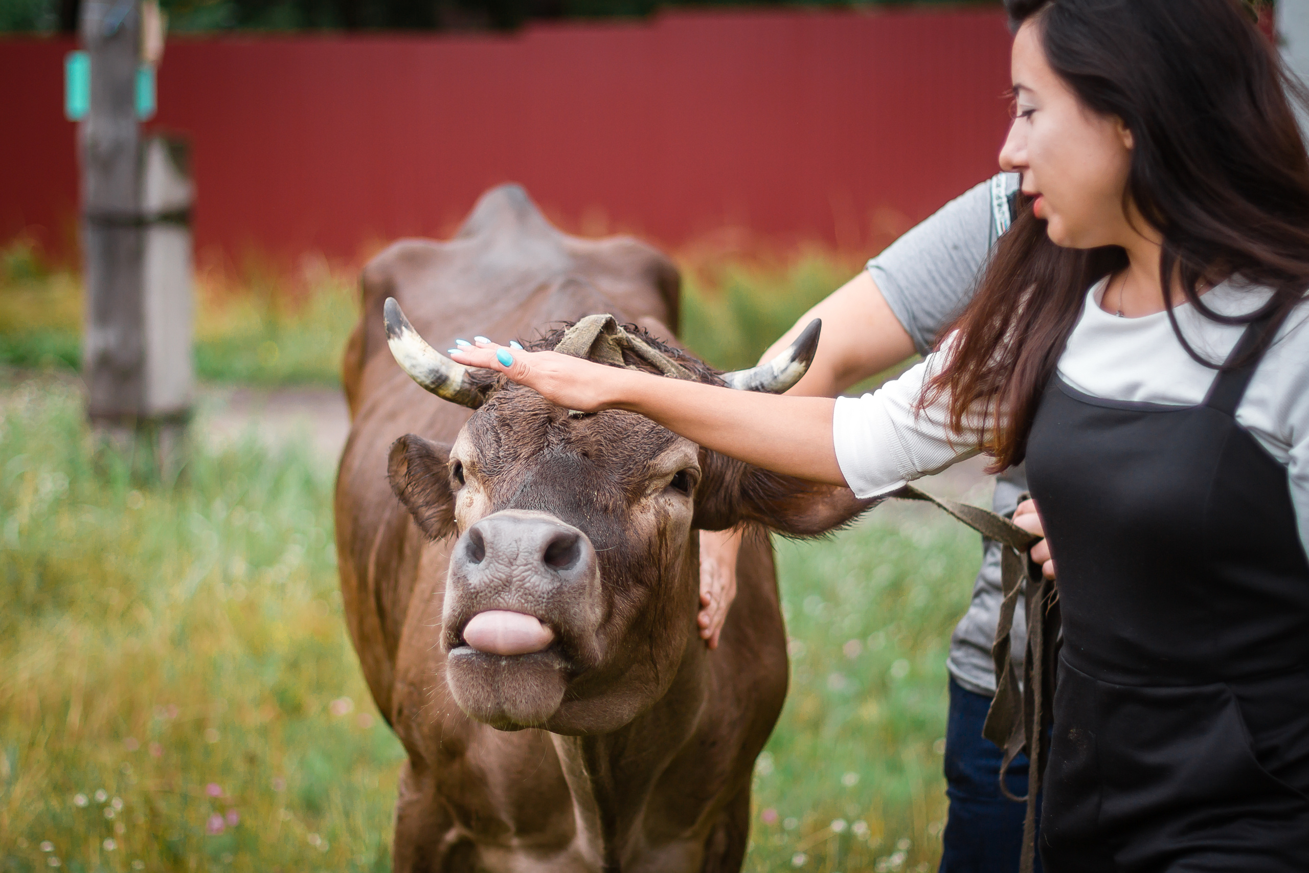 Проект «Вместе с мамой» — корова Аннушка. Фотографиня Мария Дикова