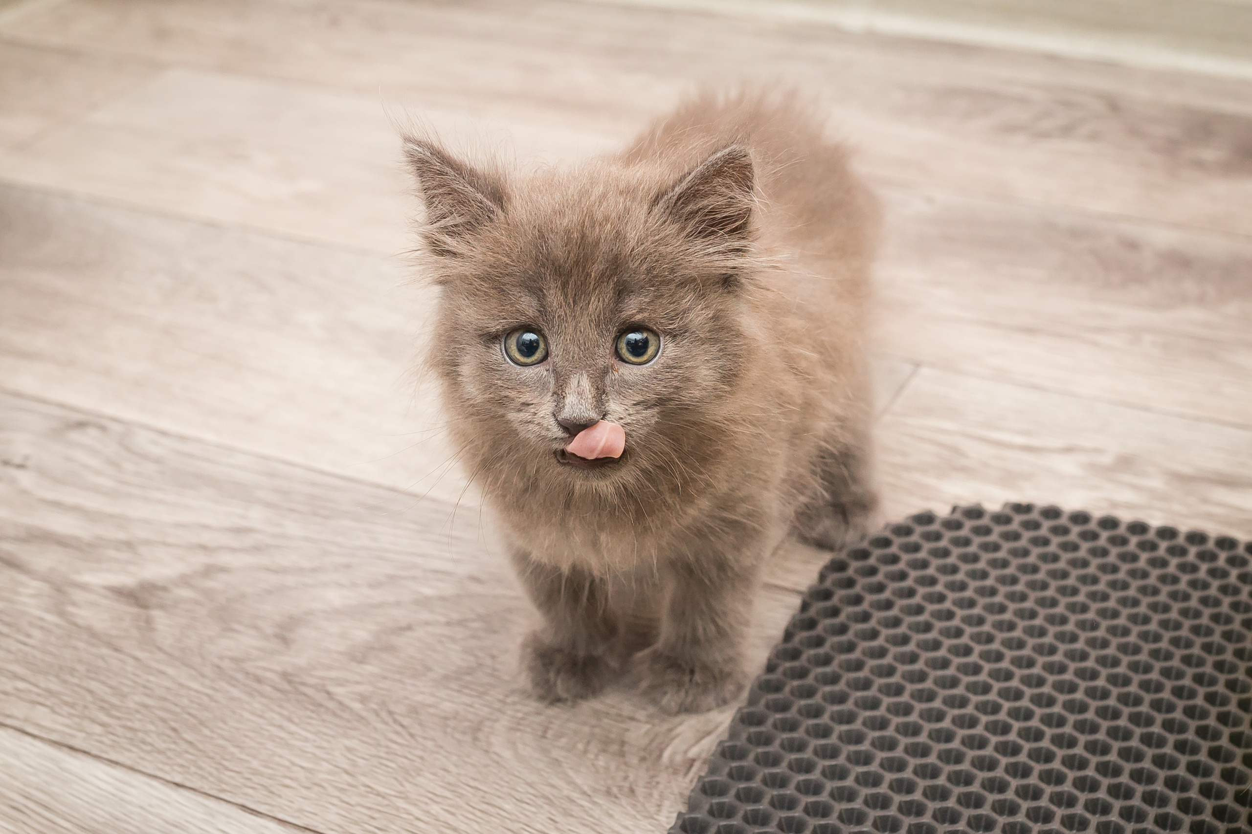 Съемка рекламы ковриков под лоток «Kotopes». Фотографиня Мария Дикова