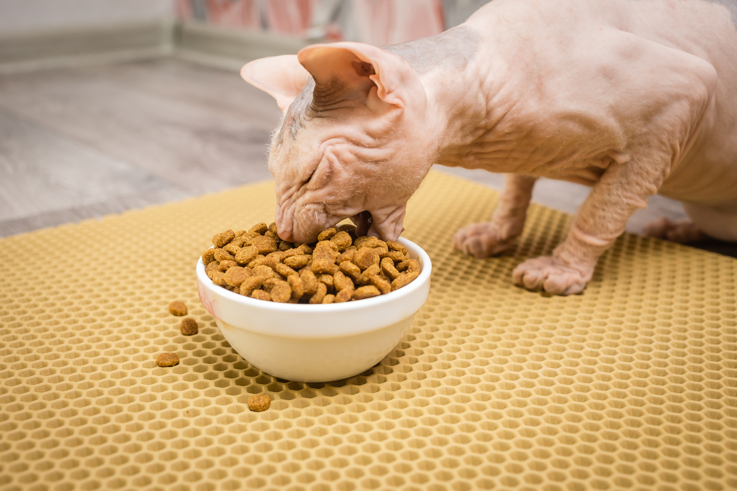 Съемка рекламы ковриков под лоток «Kotopes». Фотографиня Мария Дикова