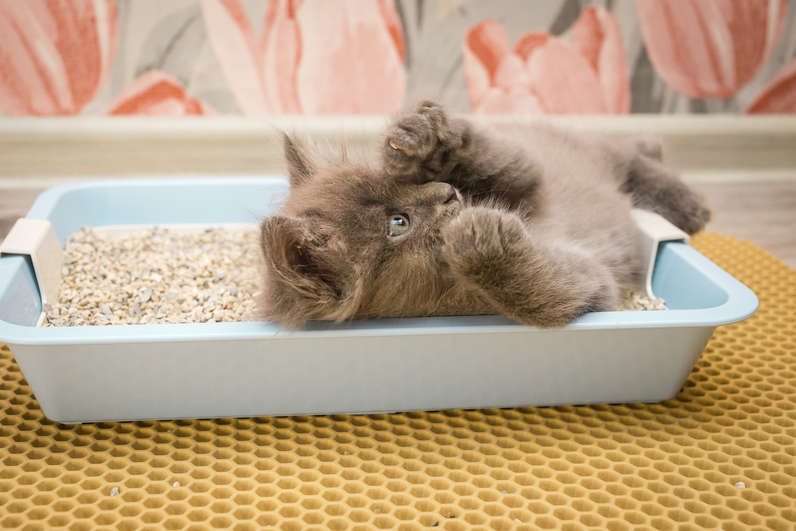 Съемка рекламы ковриков под лоток «Kotopes». Фотографиня Мария Дикова